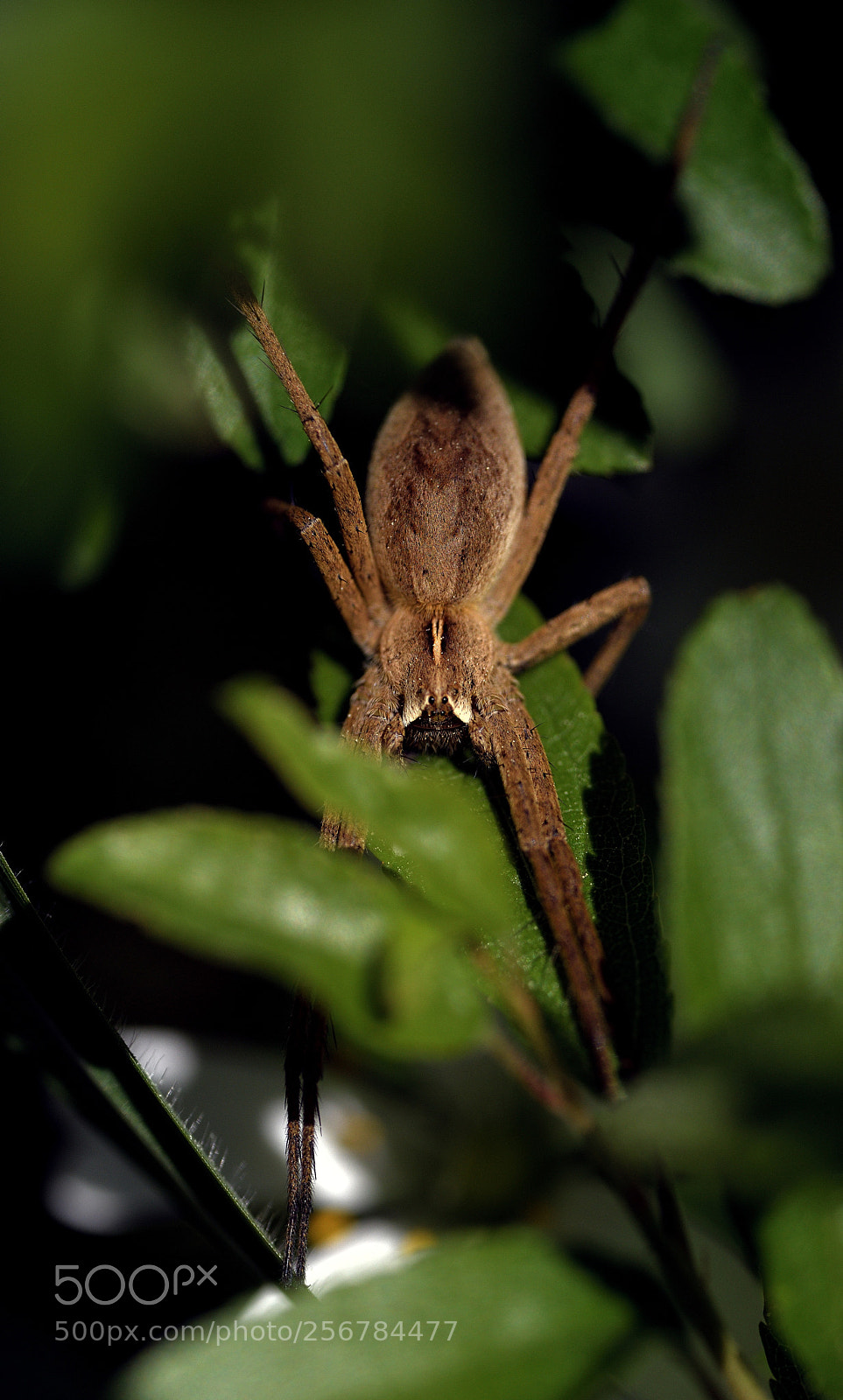 Nikon D850 sample photo. Garten_2 photography