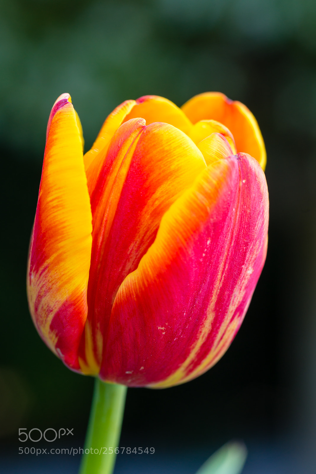 Nikon D800E sample photo. Beautiful tulip close-up, spring photography