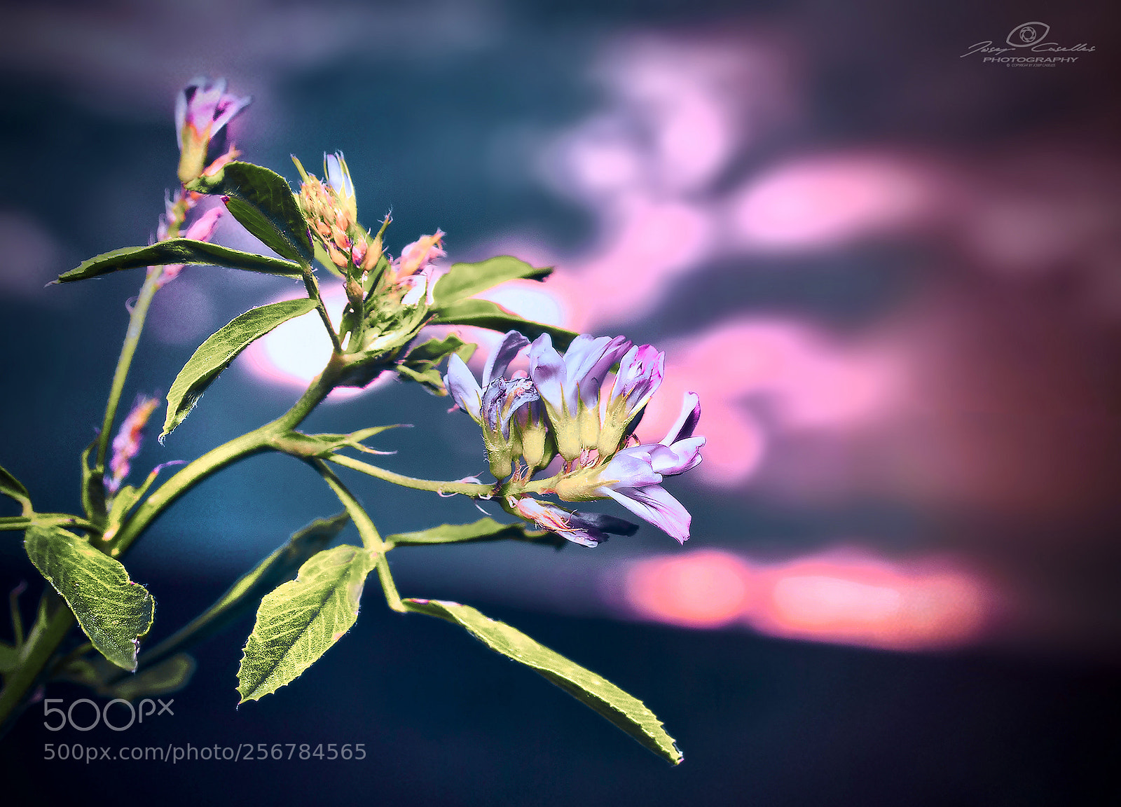Pentax K10D sample photo. Atardecer en flor photography