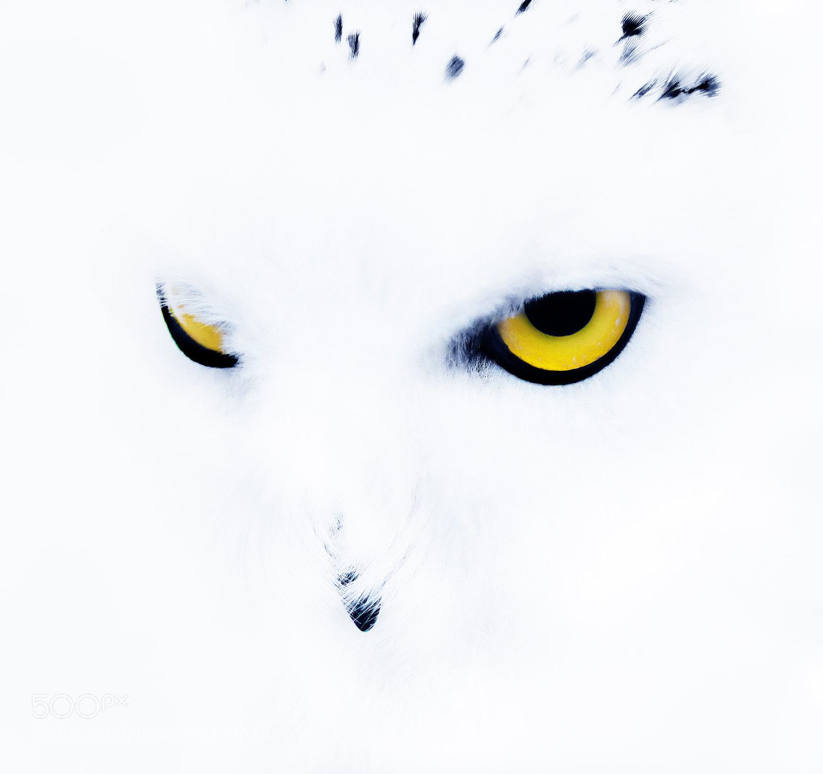 Pentax K-3 sample photo. Snowy owl photography