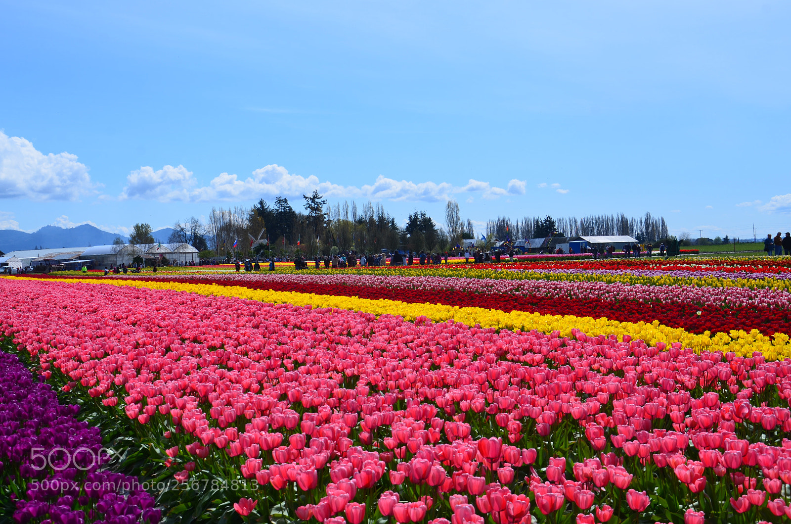 Nikon D7000 sample photo. Skagit valley tulip festival photography