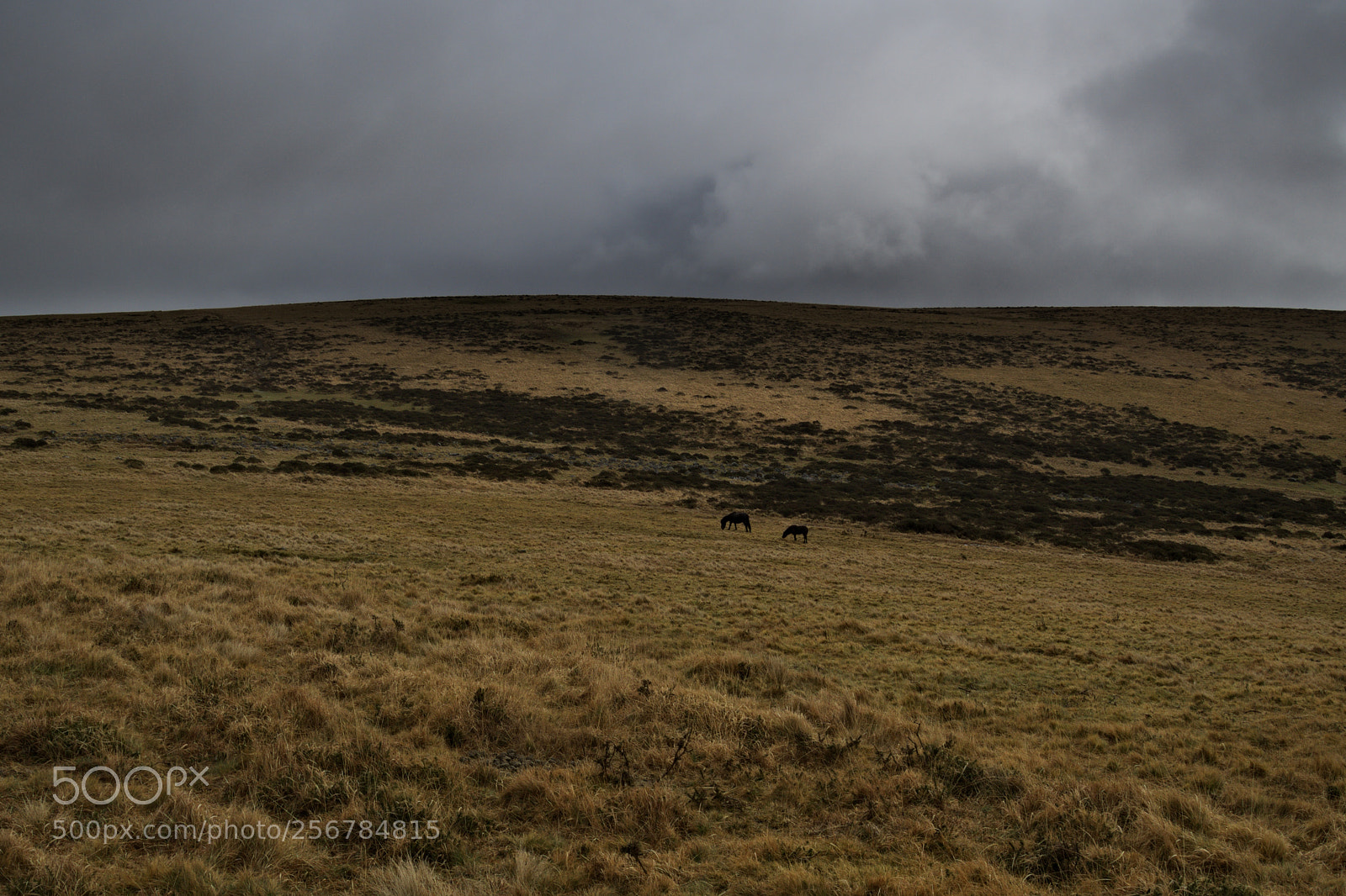 Olympus OM-D E-M10 sample photo. Englands wild west photography