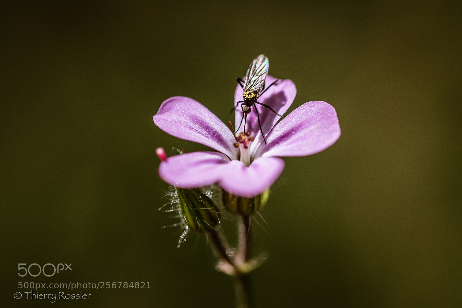 Nikon D500 sample photo. La fleur le pollen photography