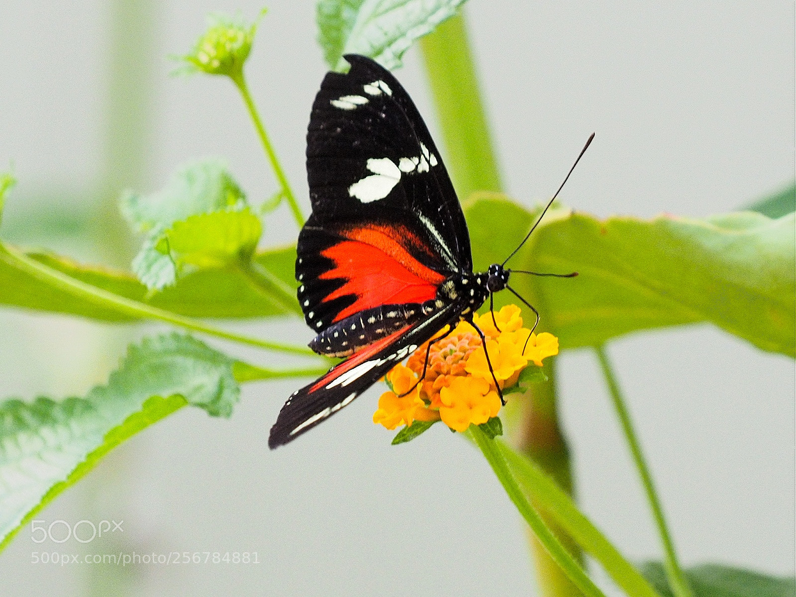 Olympus OM-D E-M1 sample photo. Drinking butterfly photography