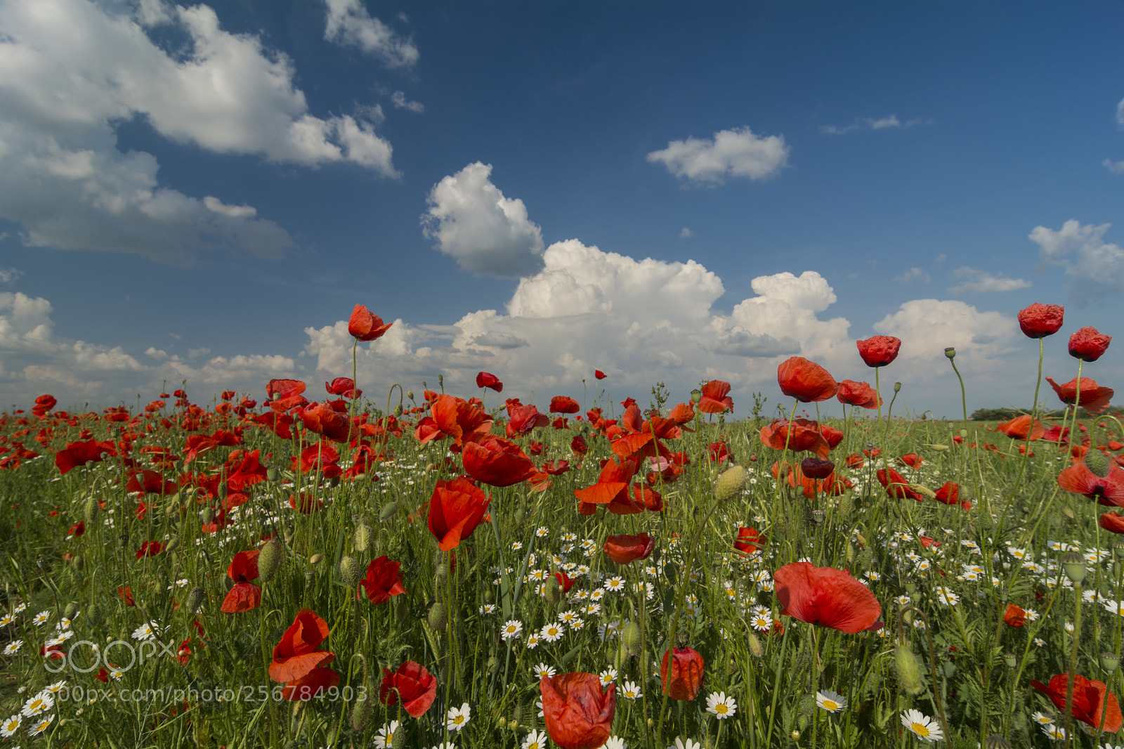 Nikon D7100 sample photo. Poppy landscape photography