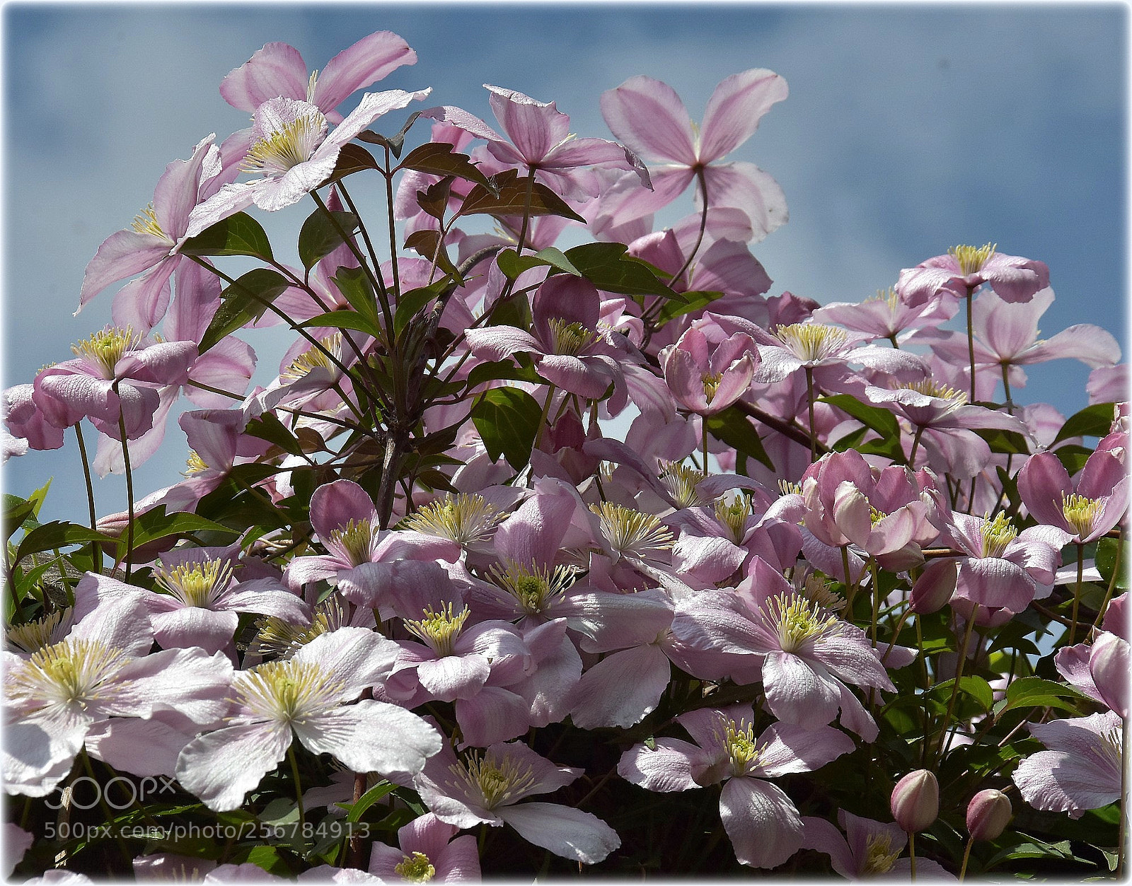 Nikon D7200 sample photo. "livejoy" photography