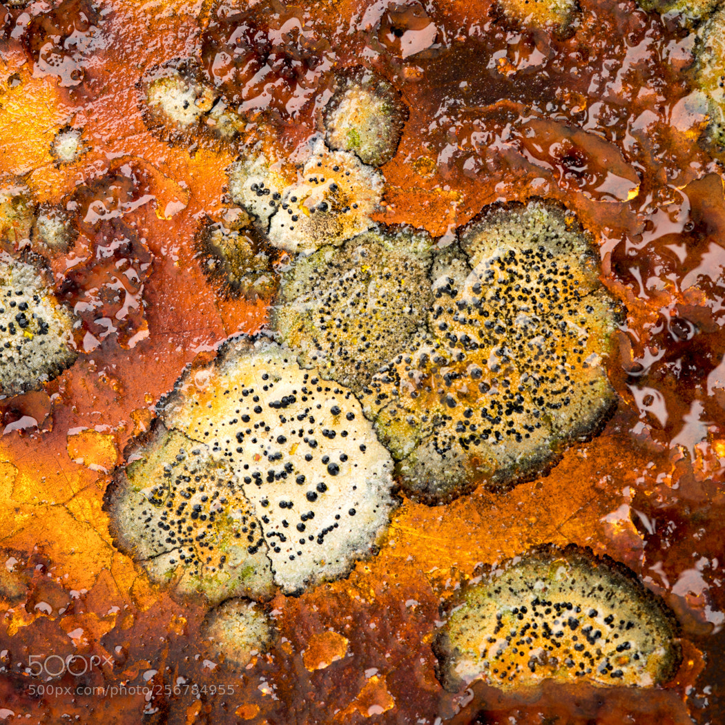 Nikon D850 sample photo. Lichen growing on rusty photography