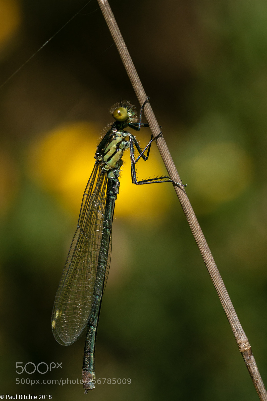 Nikon D90 sample photo. Glow photography
