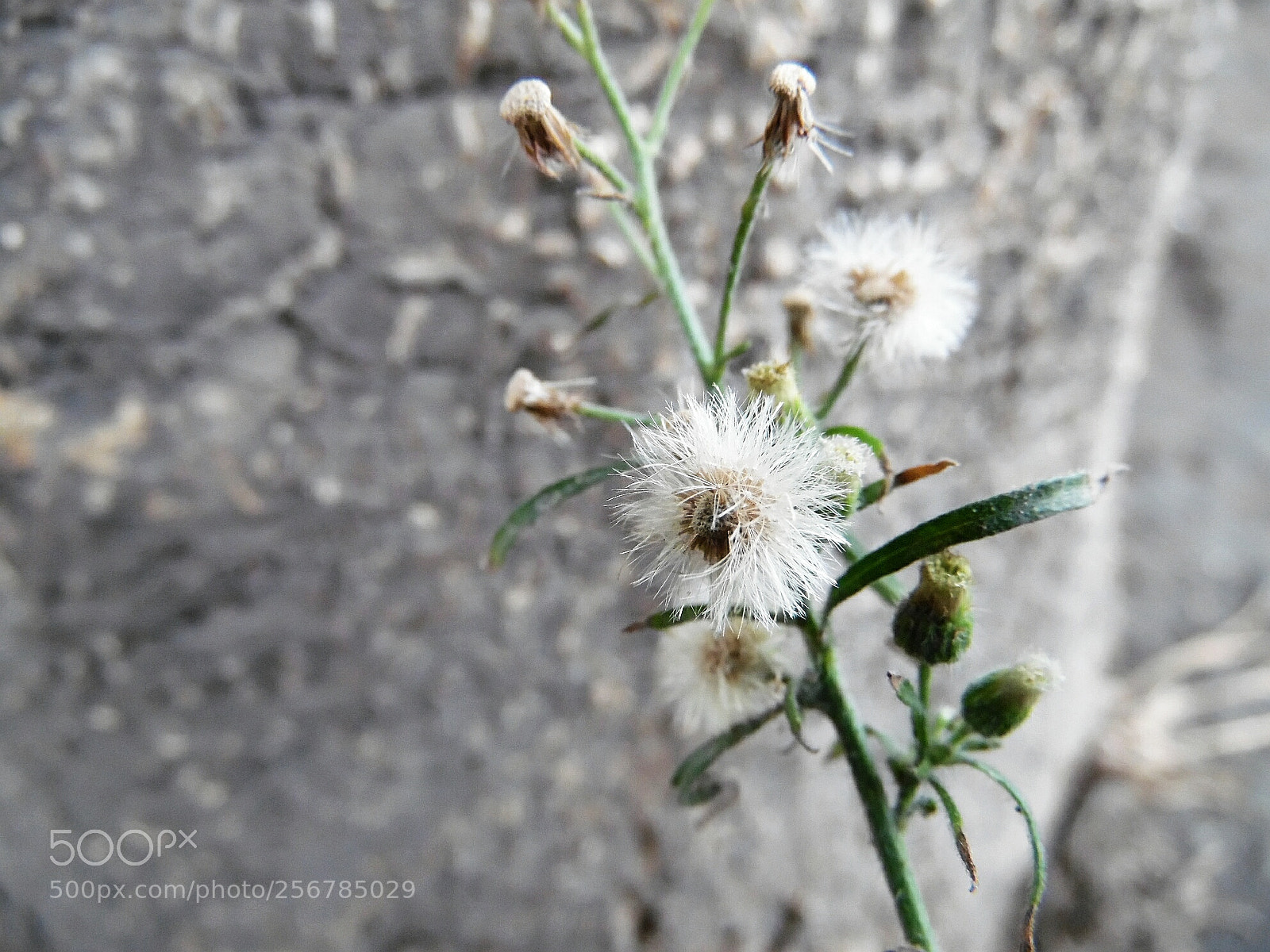 Samsung WB1100F/WB1101F/WB1102F sample photo. Broken photography