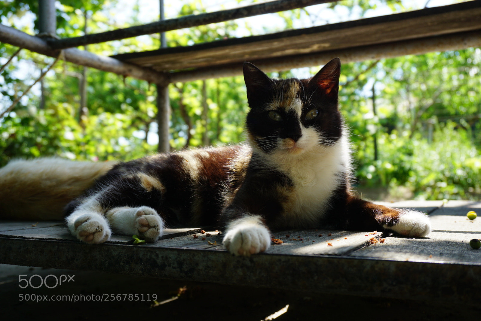 Sony a6000 sample photo. Laziness photography