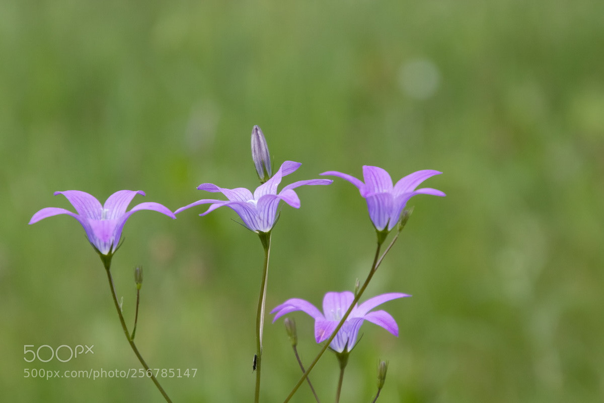 Canon EOS 80D sample photo. Frühlingsbote photography