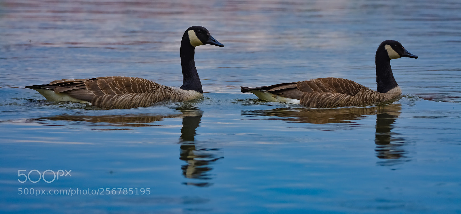 Nikon D7200 sample photo. Geese photography