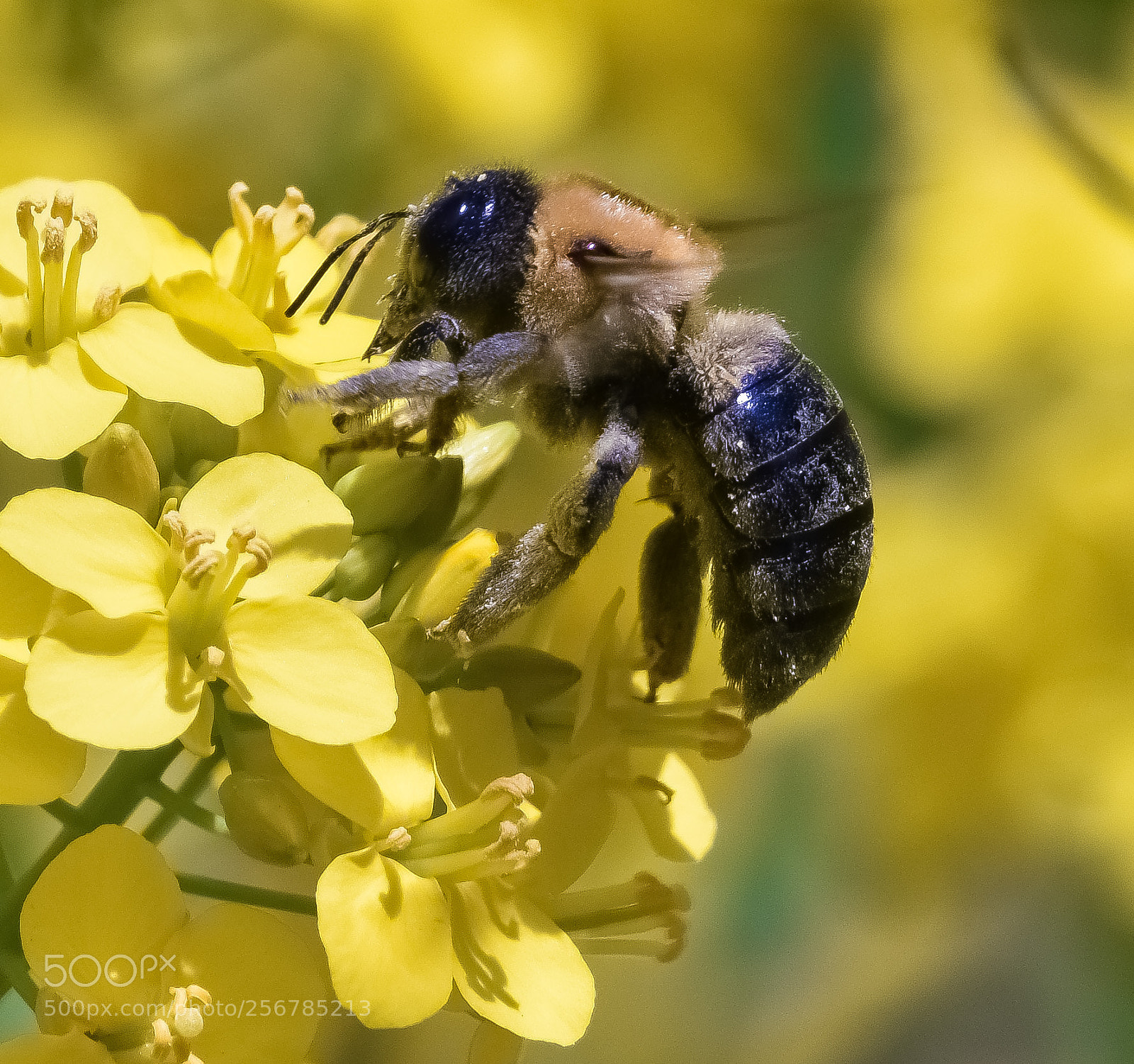 Nikon D7200 sample photo. Bumble bee photography