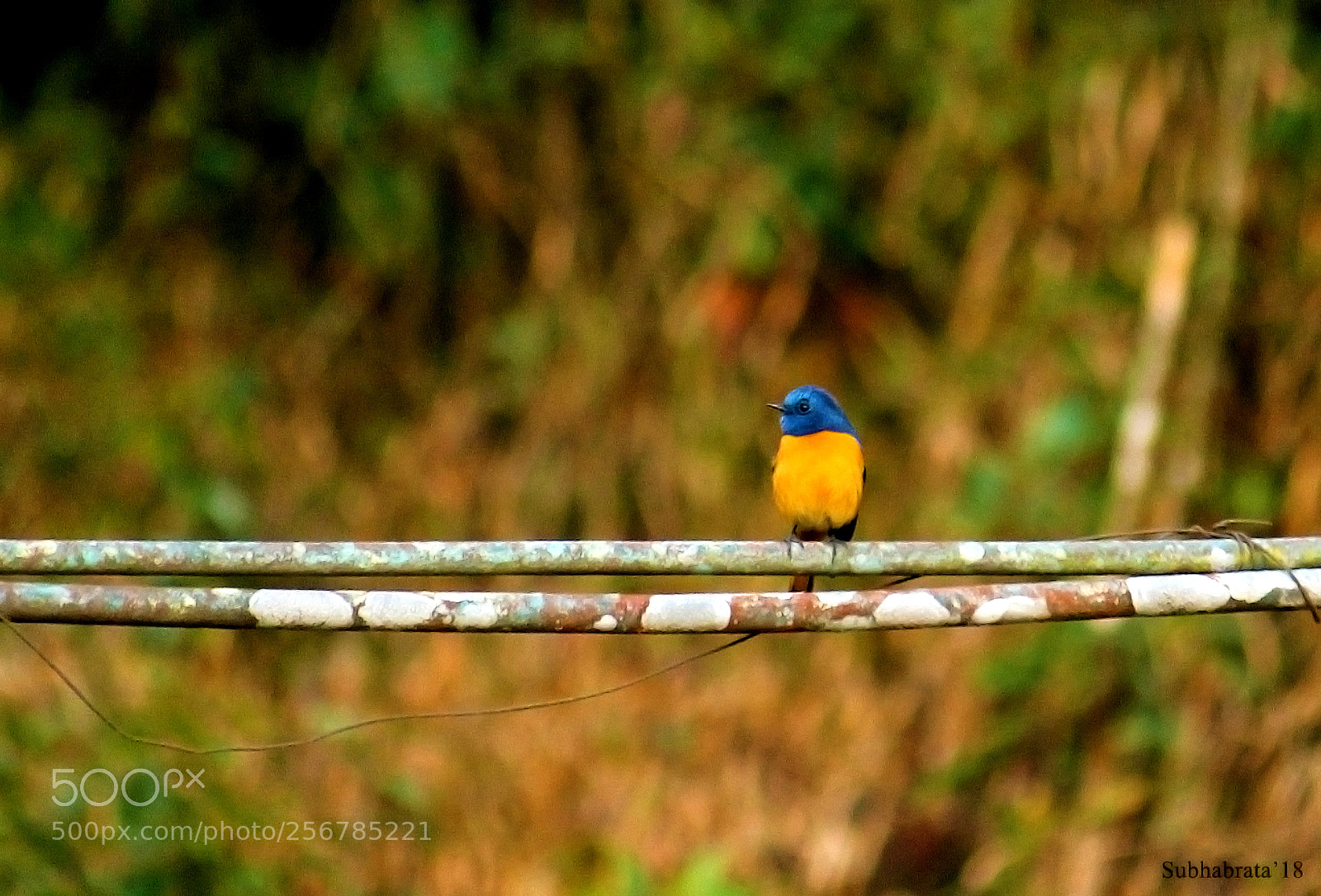 Canon EOS 1100D (EOS Rebel T3 / EOS Kiss X50) sample photo. Rufous bellied niltava photography