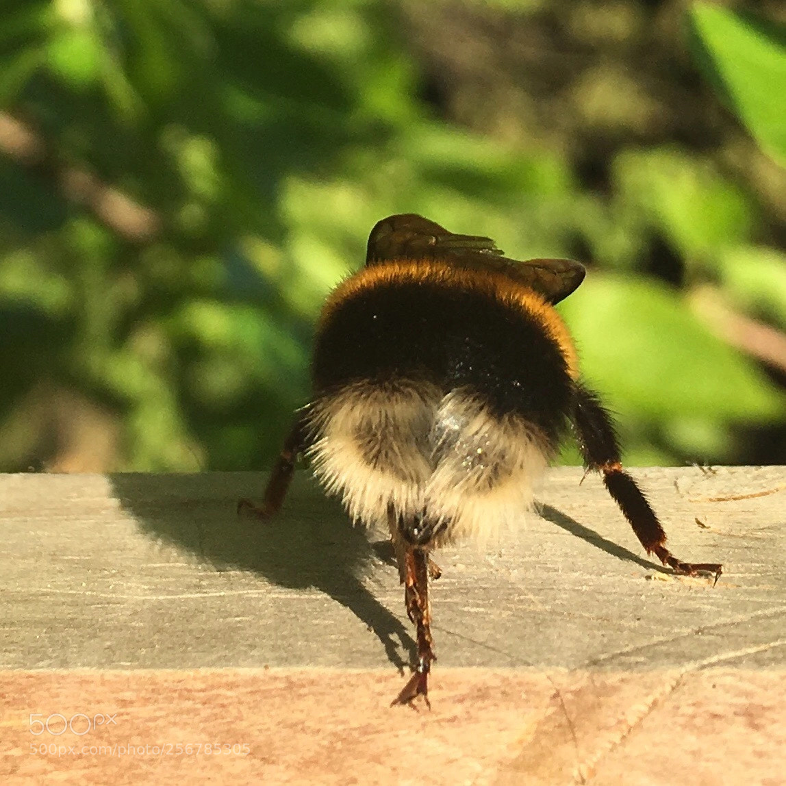 Apple iPhone 6s sample photo. Bumble  photography