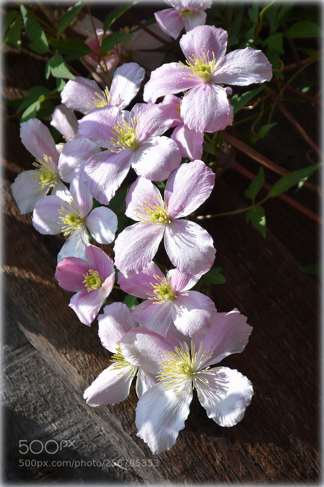 Nikon D7200 sample photo. "livejoy,;" photography