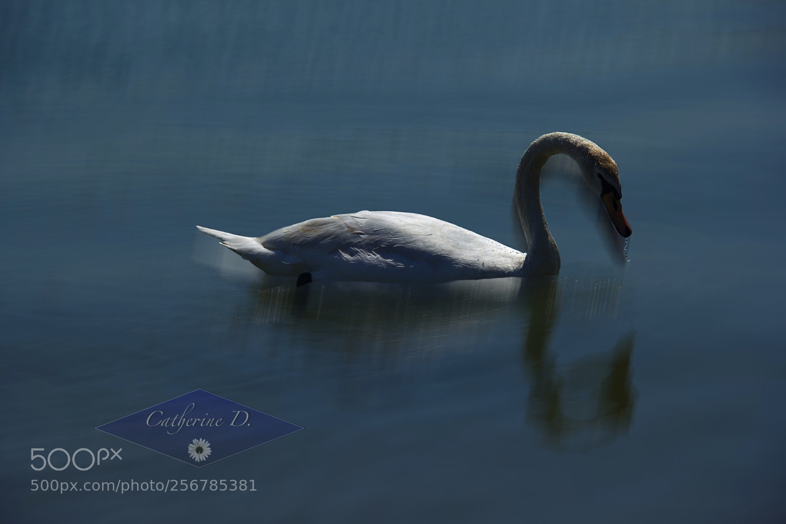 Canon EOS 60D sample photo. Cygne photography