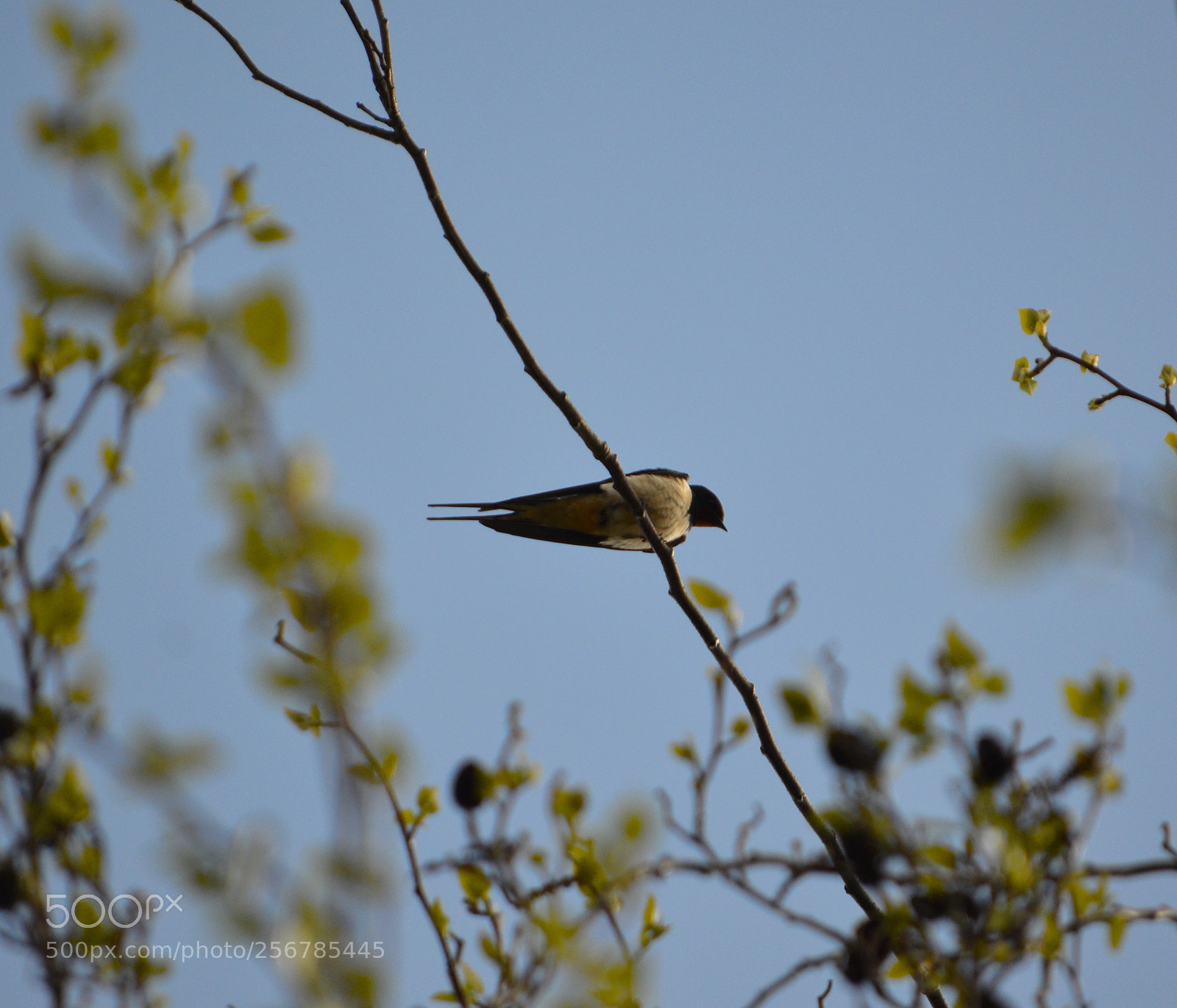 Nikon D3200 sample photo. Swallow photography