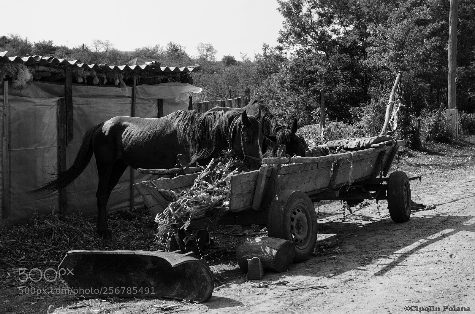 Nikon D7000 sample photo. Life country and animal photography