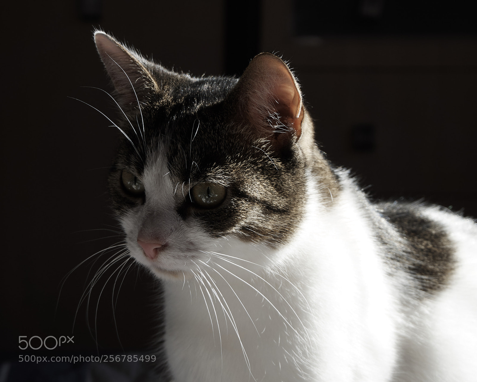 Olympus OM-D E-M10 II sample photo. Emi photography