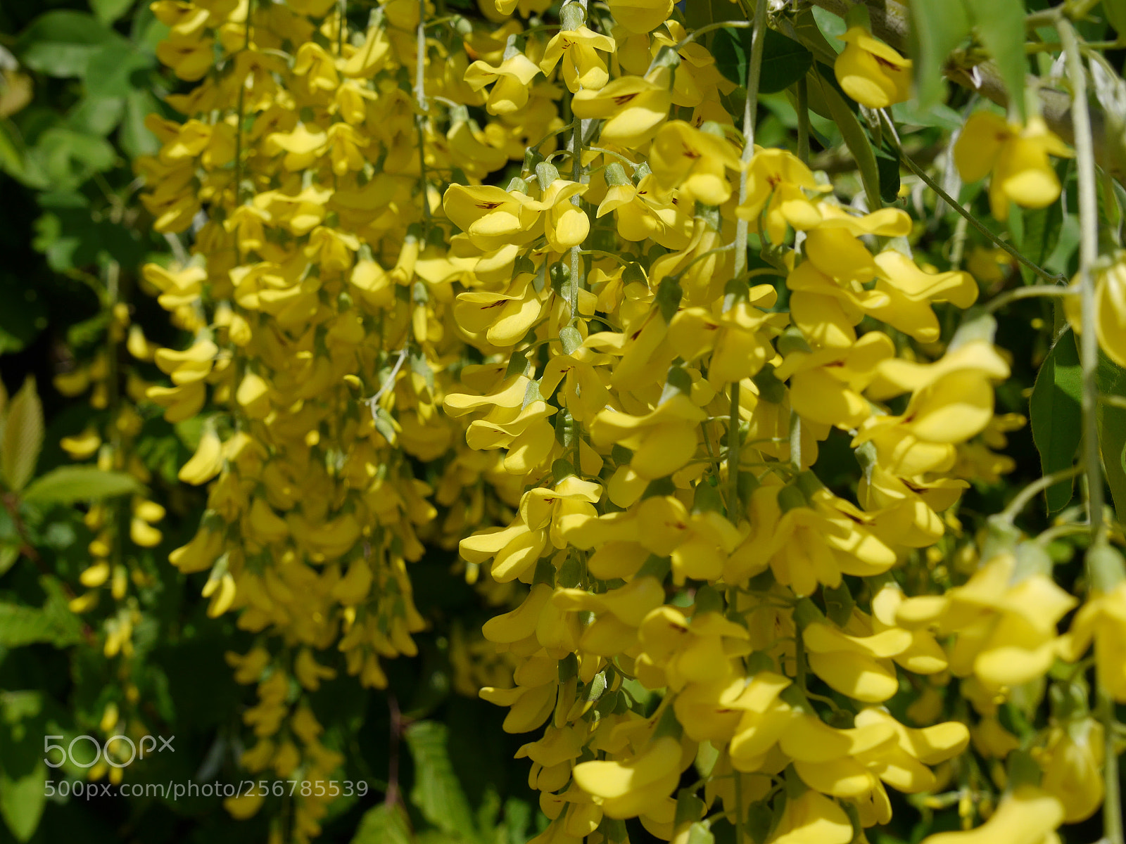 Panasonic Lumix DMC-G6 sample photo. Golden rain photography