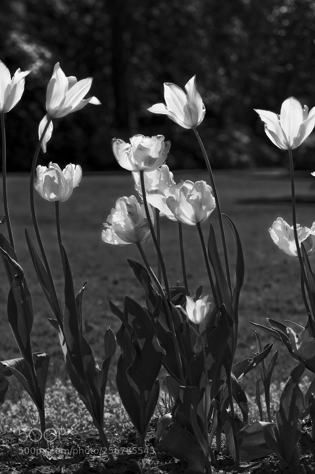 Nikon D90 sample photo. The shapes of white photography