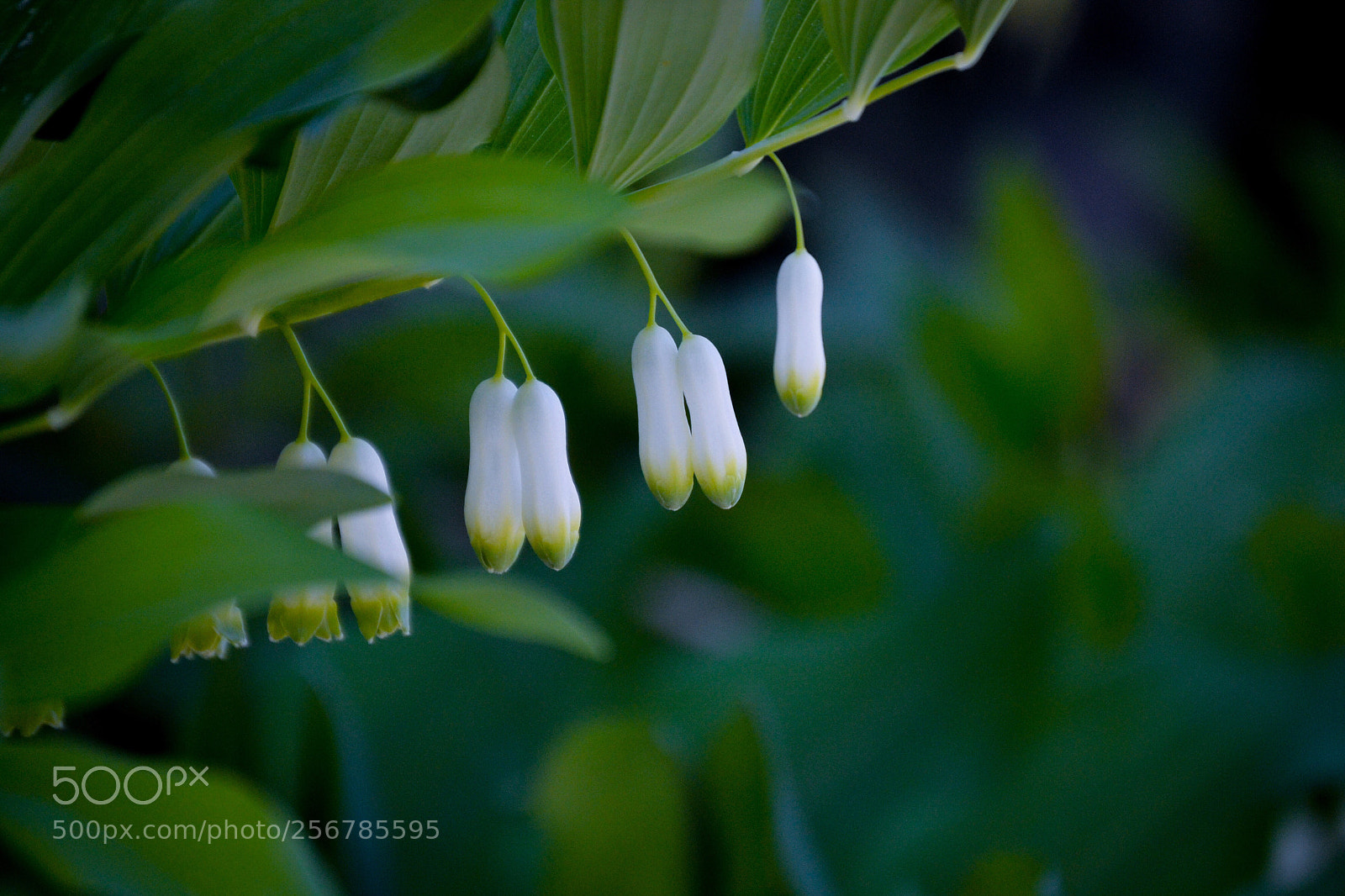 Nikon D3100 sample photo. Little white bells photography