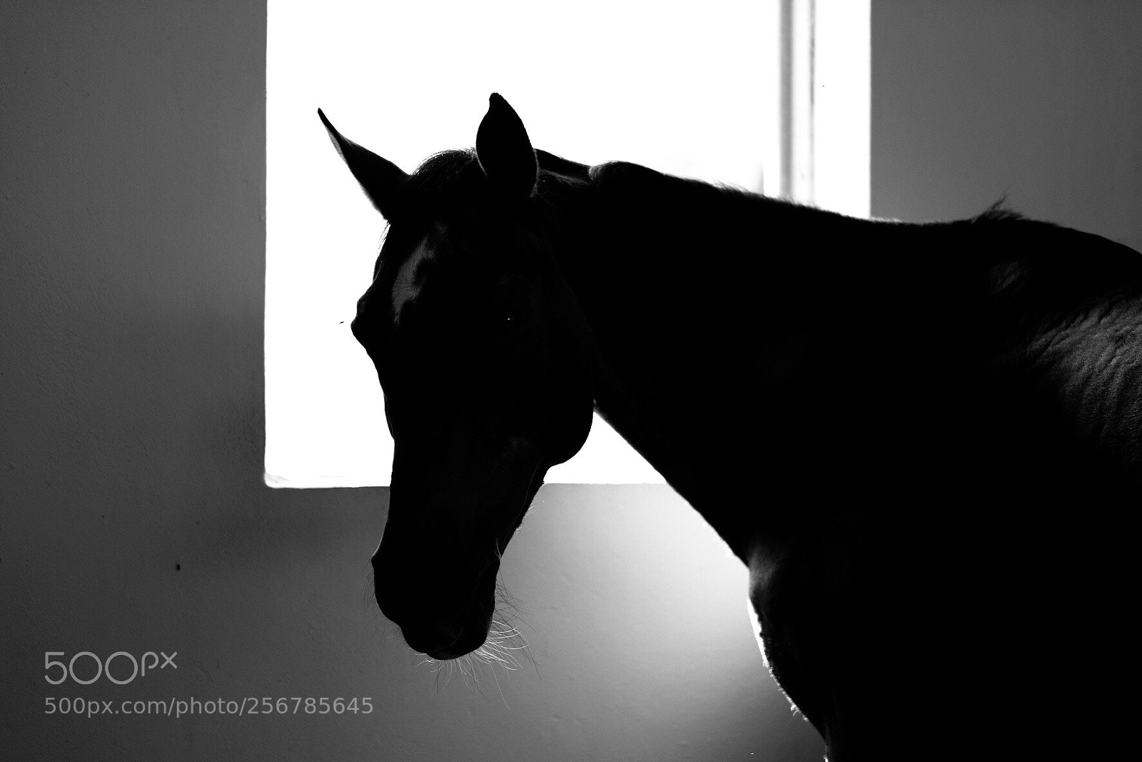 Fujifilm X-T20 sample photo. Black horse photography