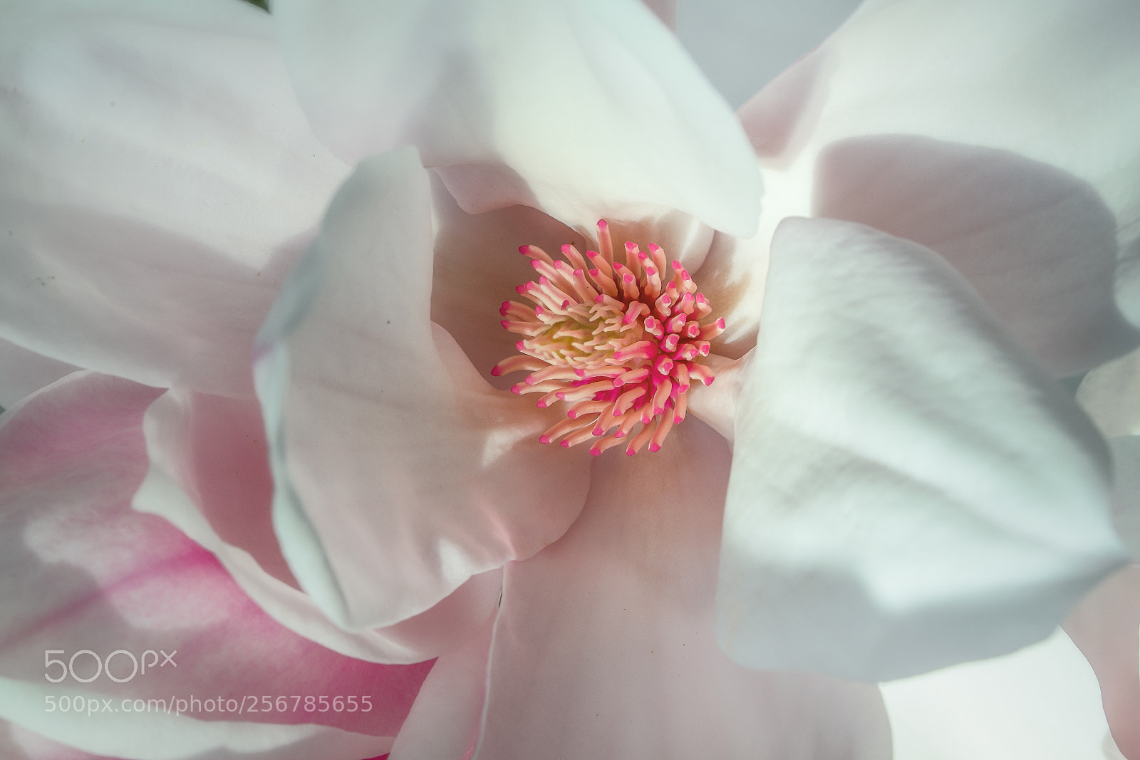 Sony a7 sample photo. Magnolia photography