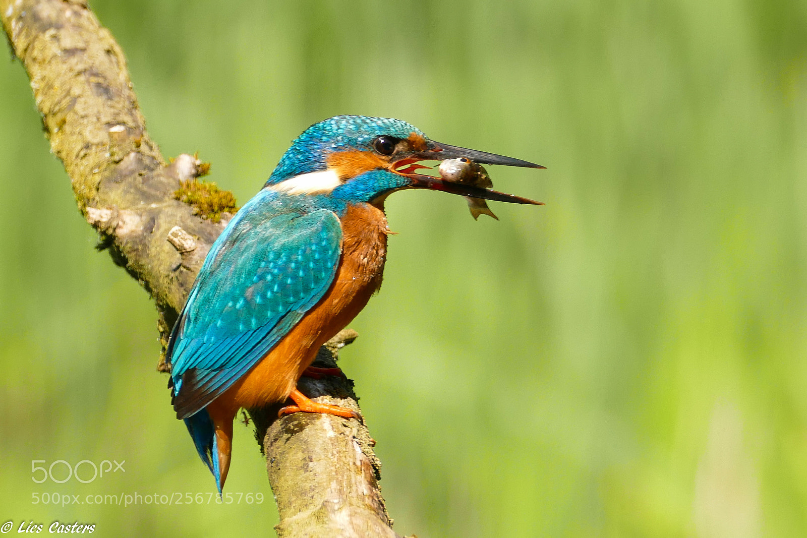 Panasonic Lumix DMC-FZ1000 sample photo. Kingfisher ♂ photography