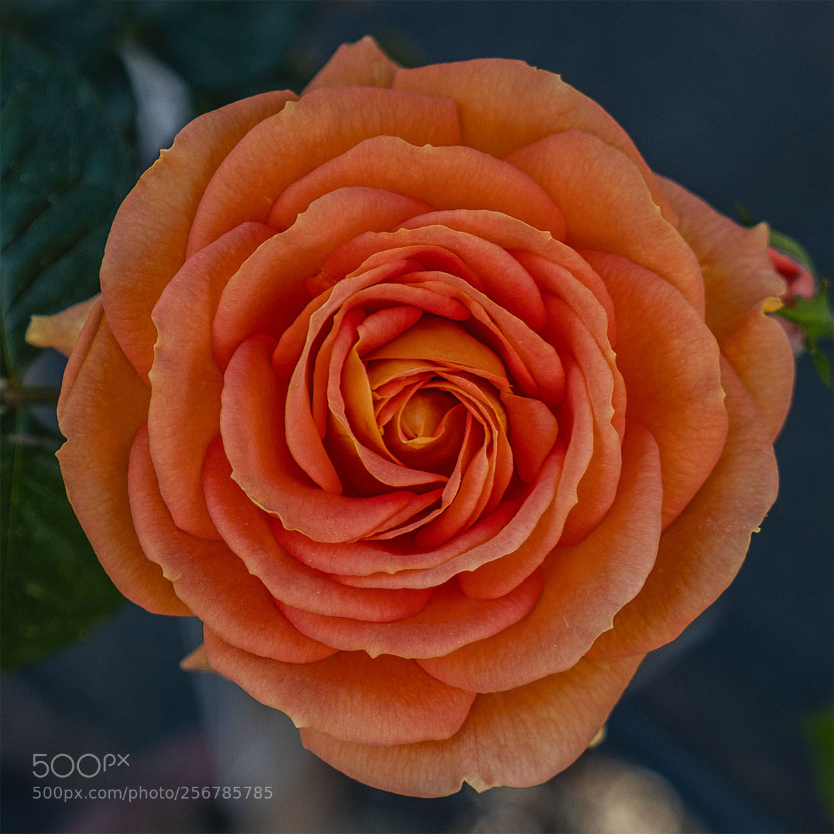 Sony a7R II sample photo. Blüten 060518-008 photography