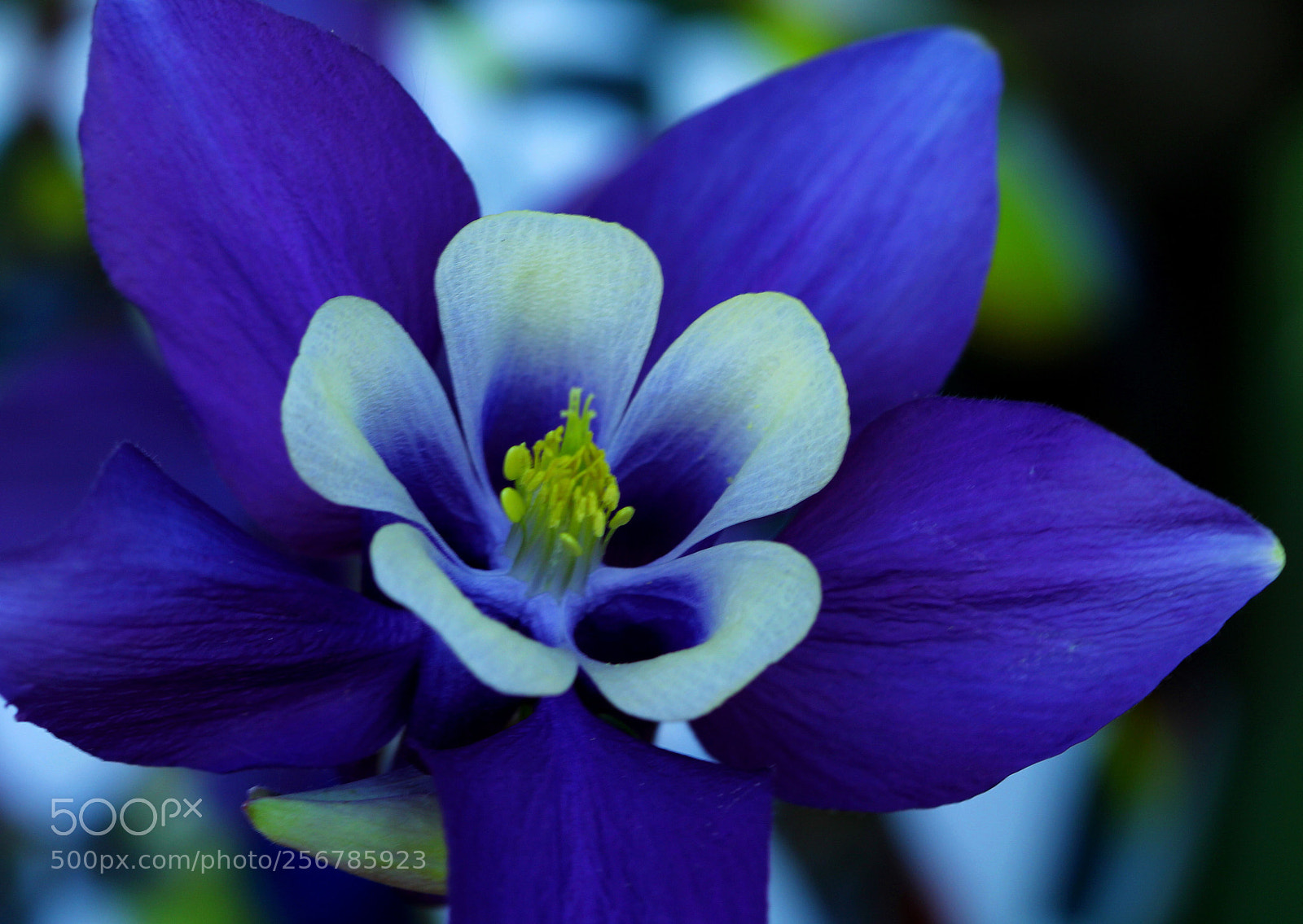 Canon EOS 60D sample photo. Lilac photography