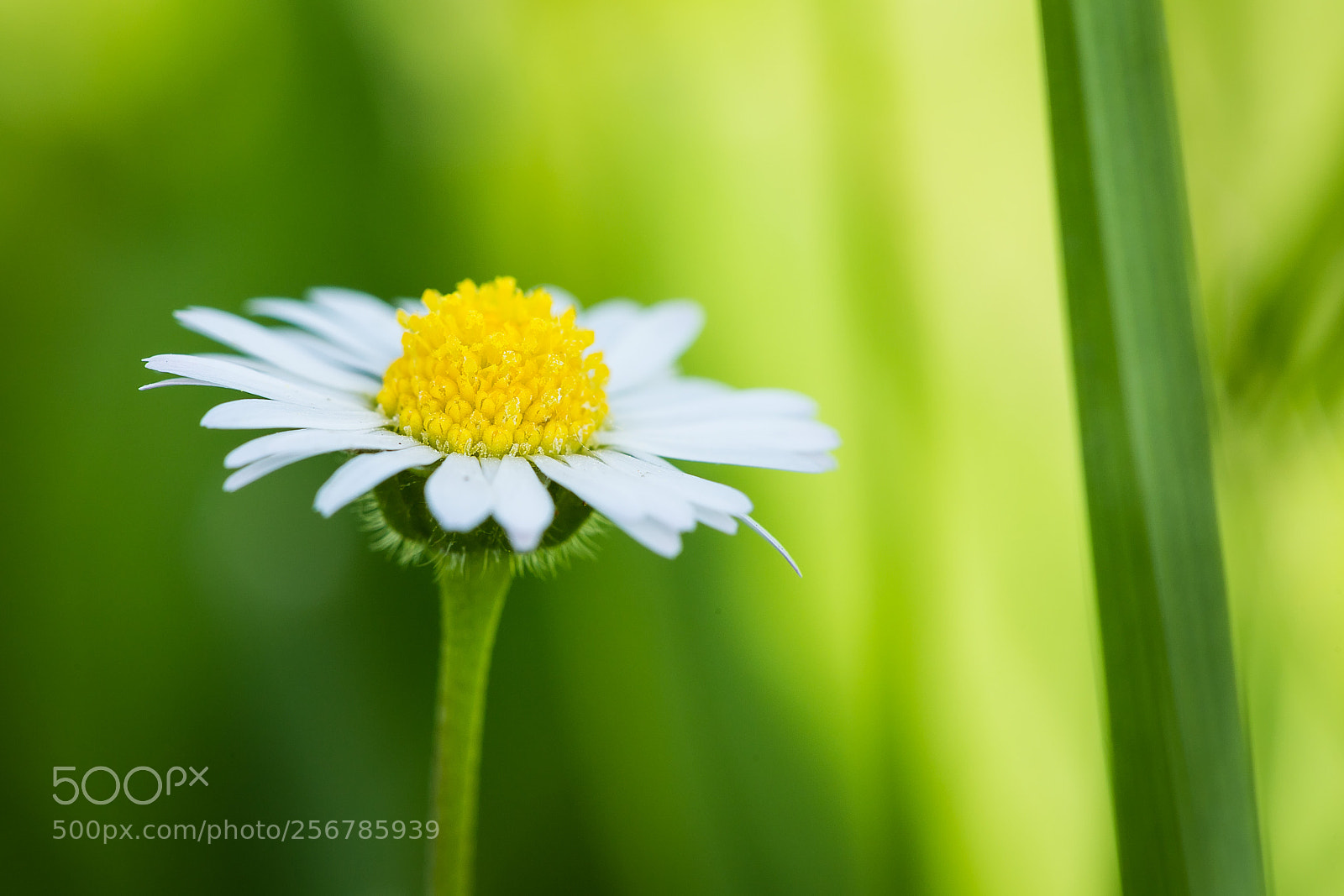 Canon EOS 6D sample photo. Daisy photography