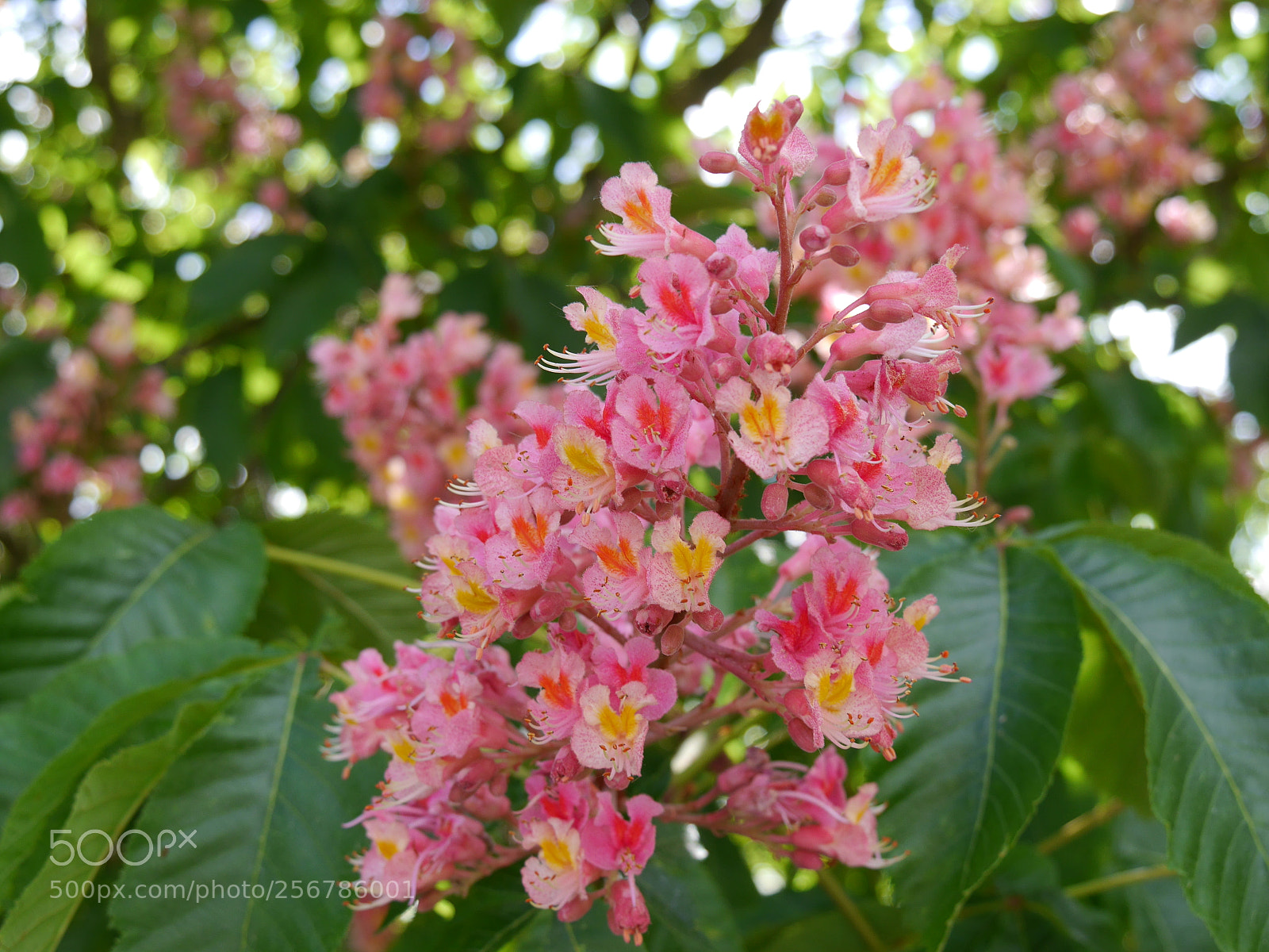 Panasonic Lumix DMC-G6 sample photo. Chestnut flower photography