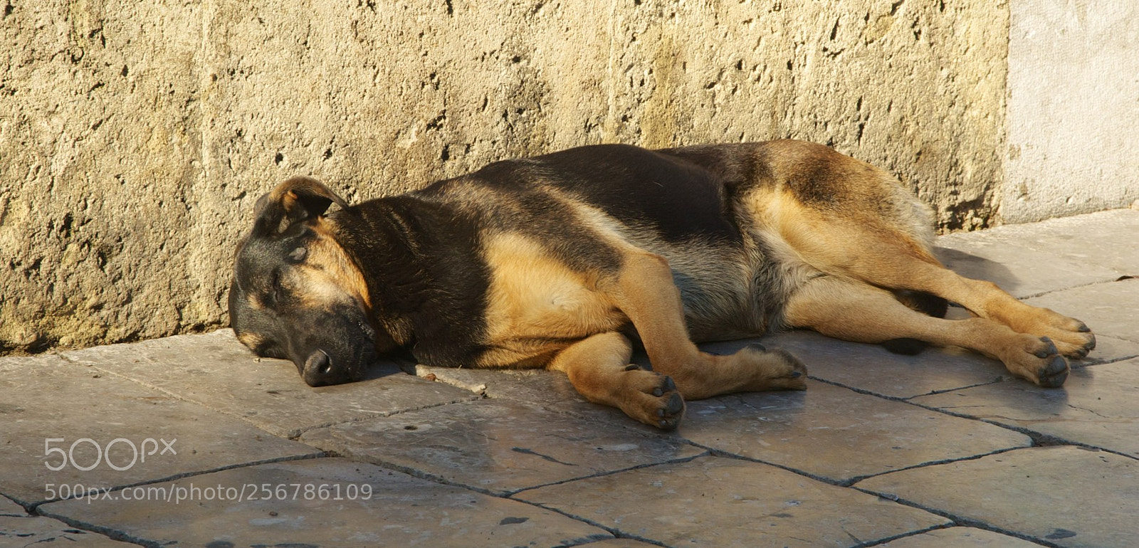 Nikon D60 sample photo. Version photography