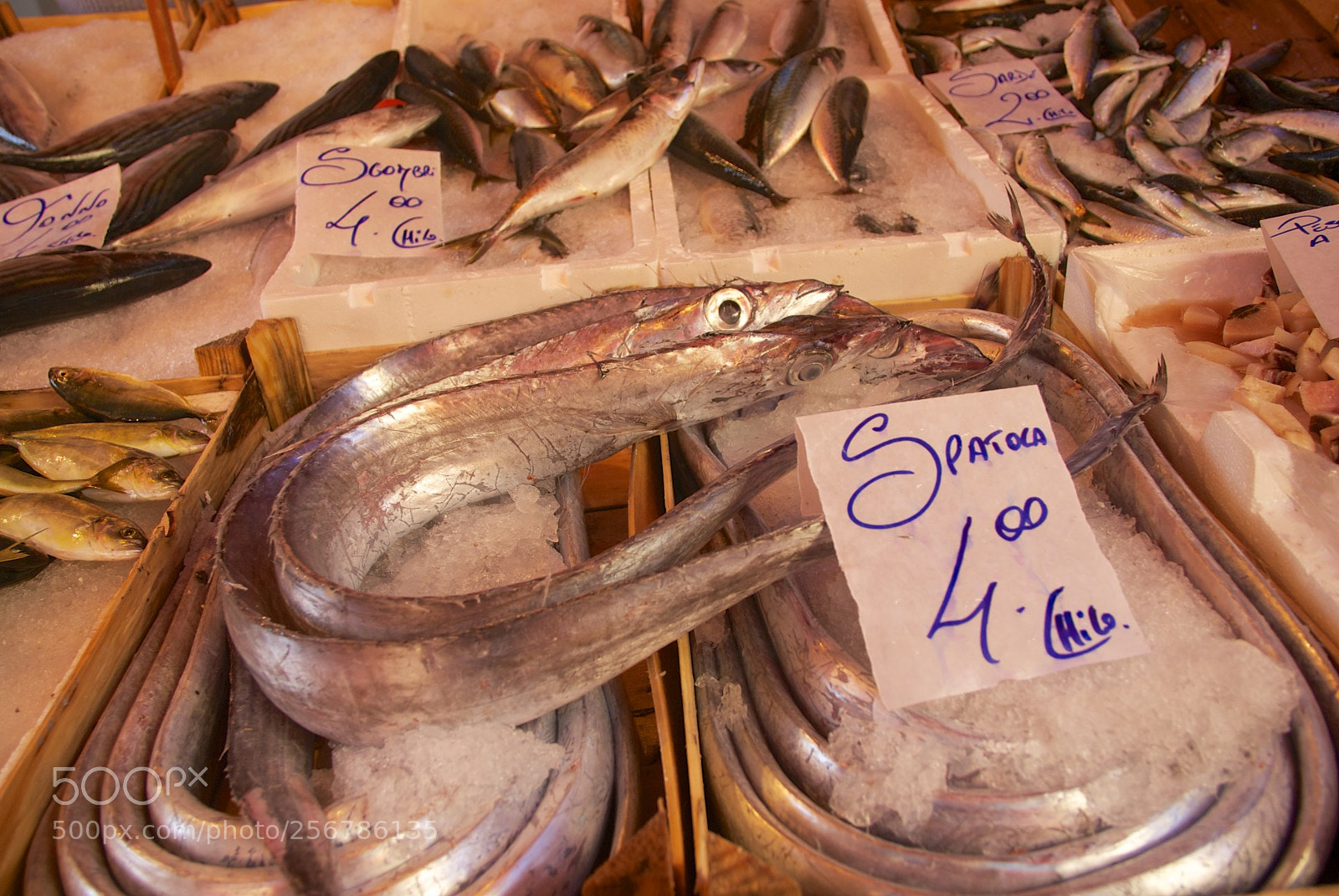Nikon D60 sample photo. Version photography