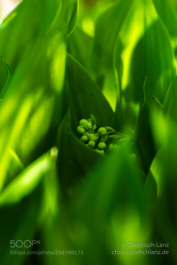 Nikon D7200 sample photo. Just green photography