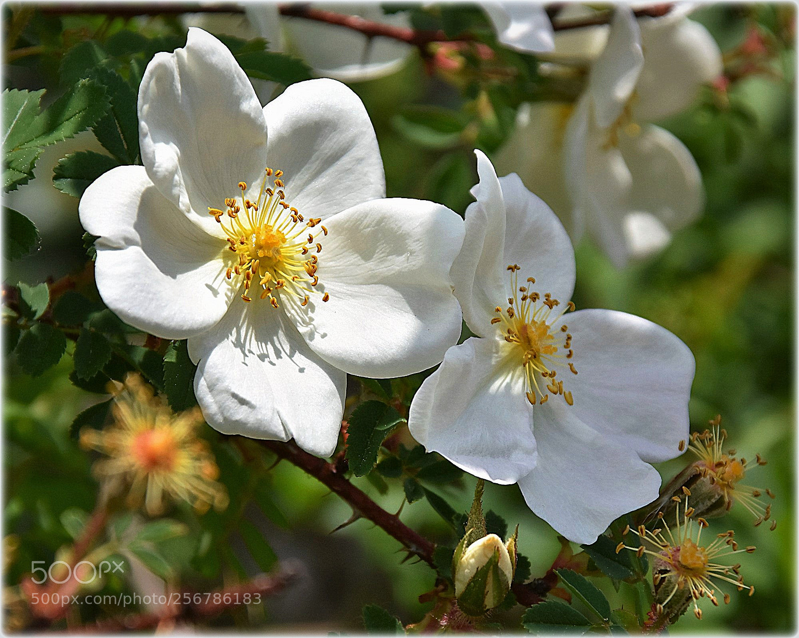 Nikon D7200 sample photo. "white wildrose" photography