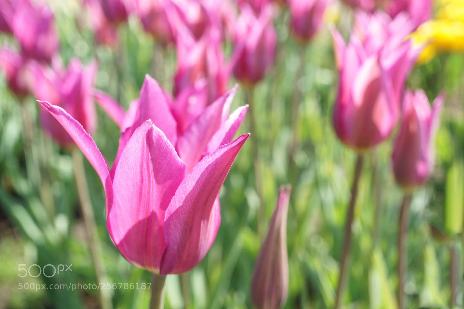 Sony a6000 sample photo. Pink tulips in the photography