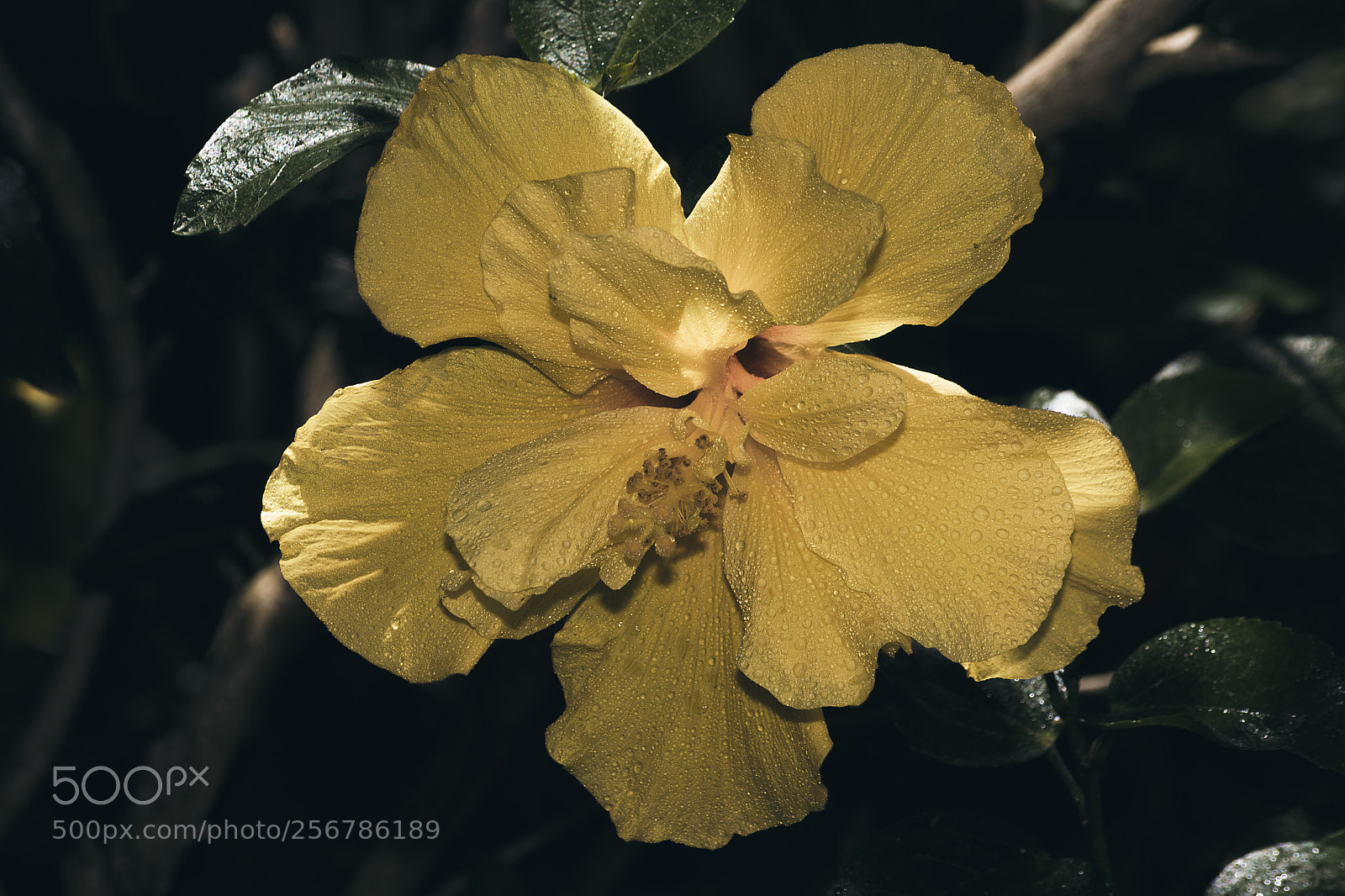 Nikon D3400 sample photo. Yellow poppy photography