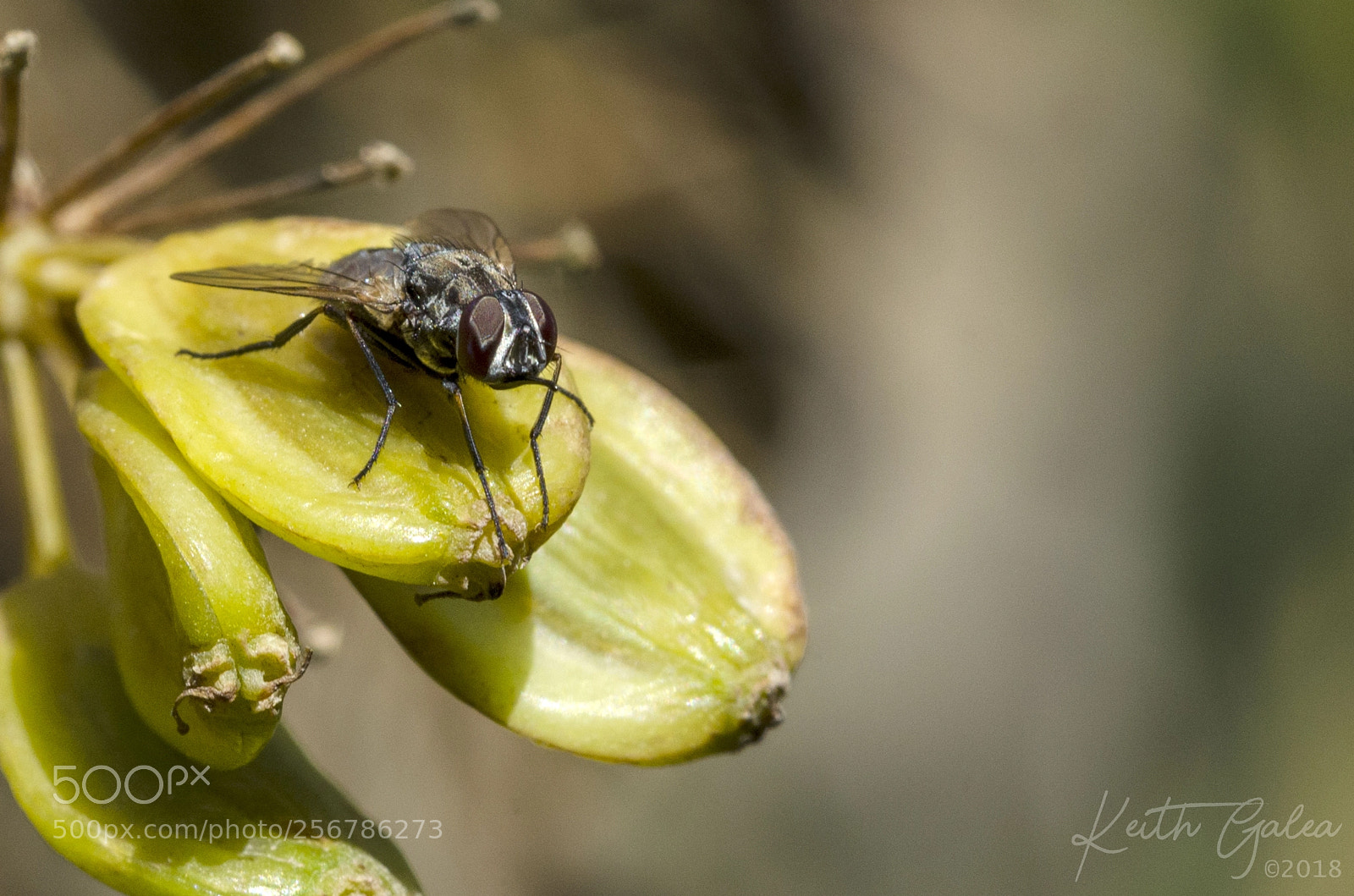 Nikon D7000 sample photo. Fly chillin photography