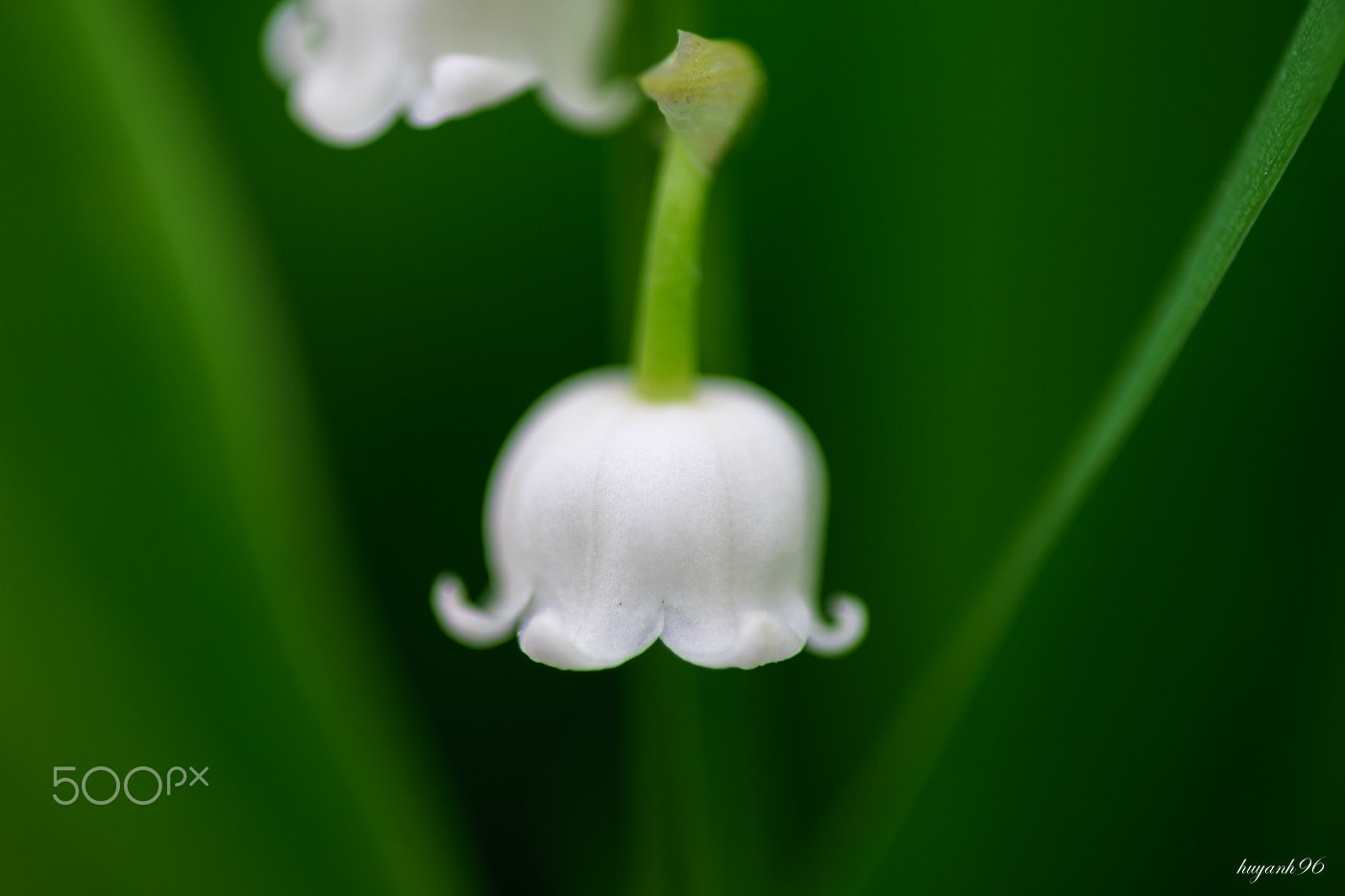 Hasselblad HV sample photo. Lily of the valley photography