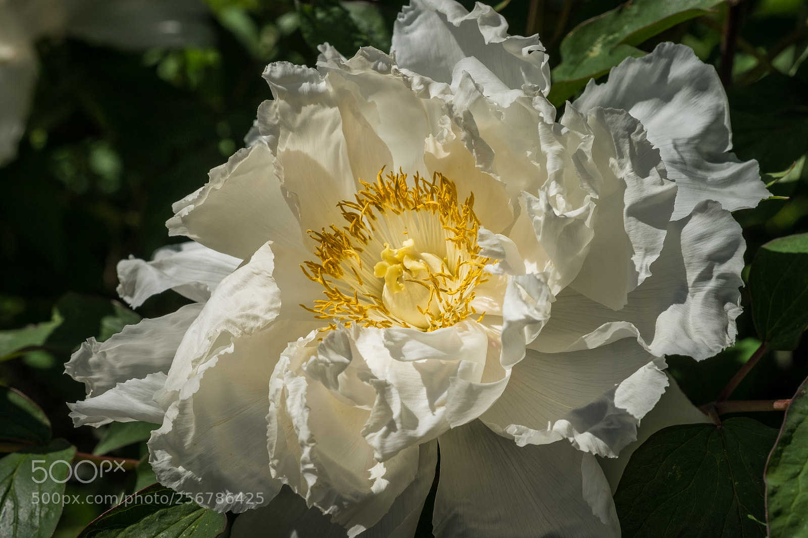 Fujifilm X-T1 sample photo. Strauch pfingstrose paeonia suffruticosa photography