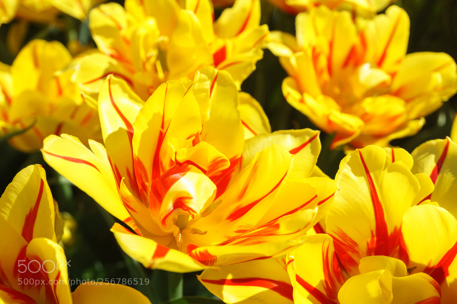Sony a6000 sample photo. Yellow tulips with a photography