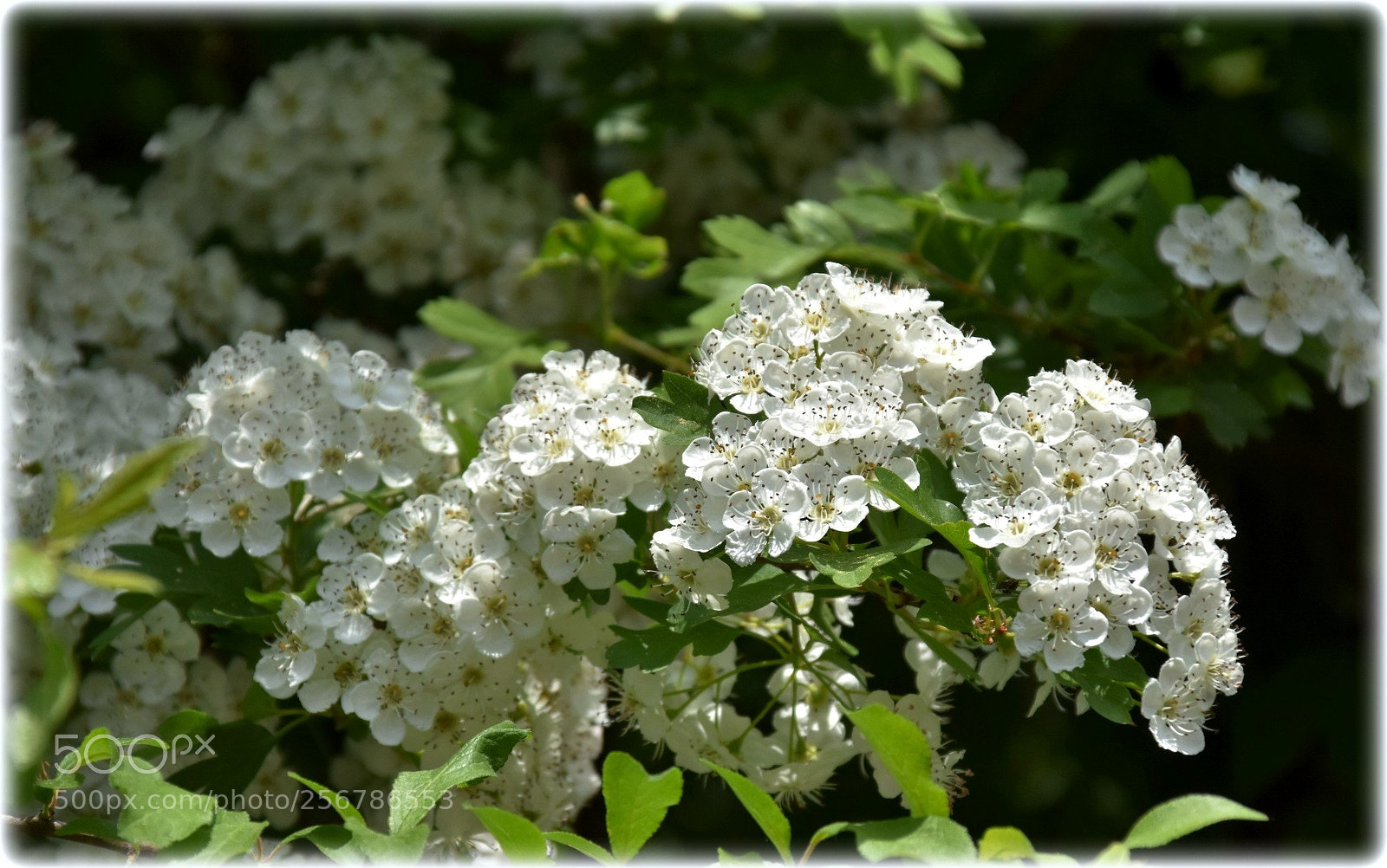 Nikon D7200 sample photo. "blossom" photography