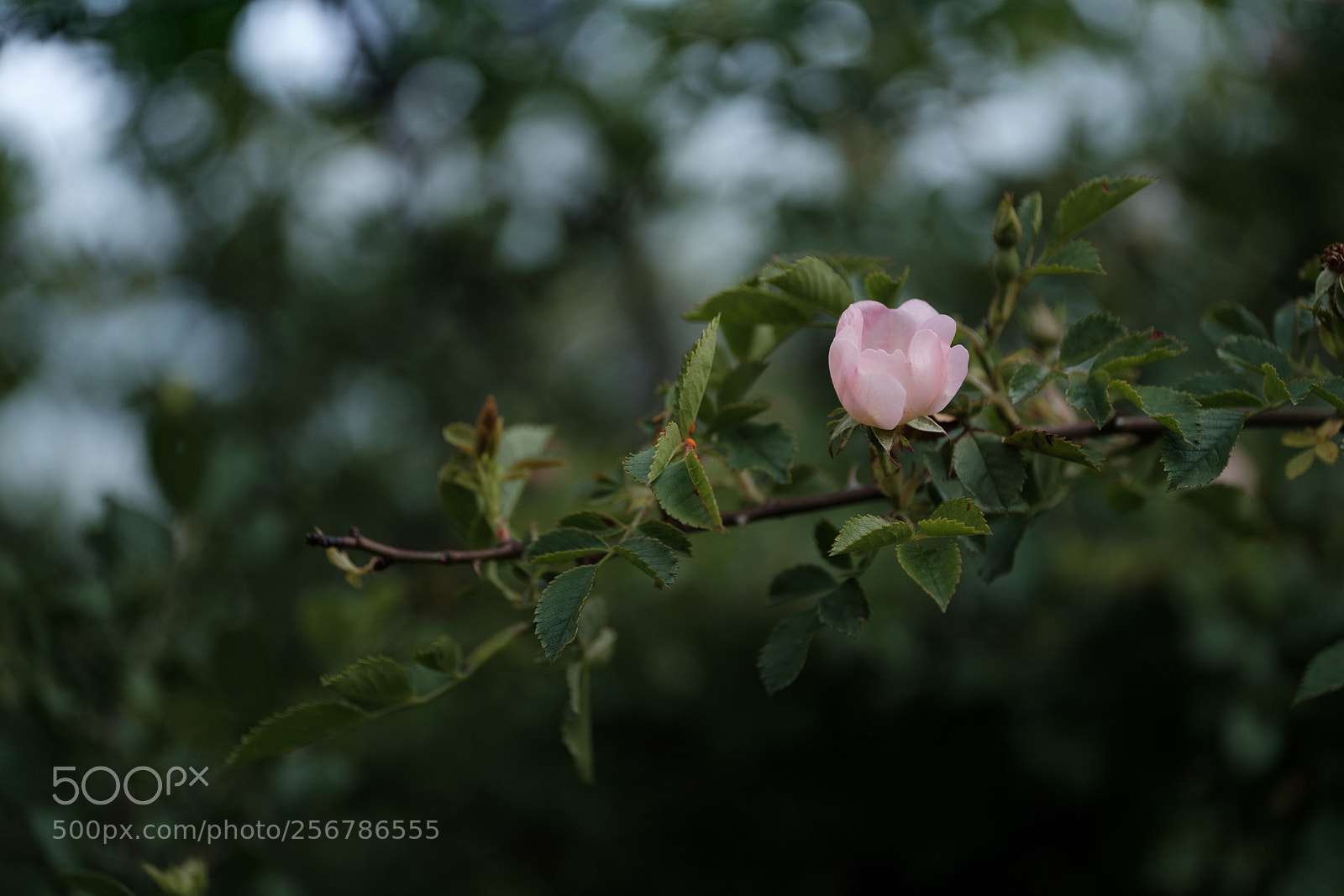 Fujifilm X-T2 sample photo. Dsf photography
