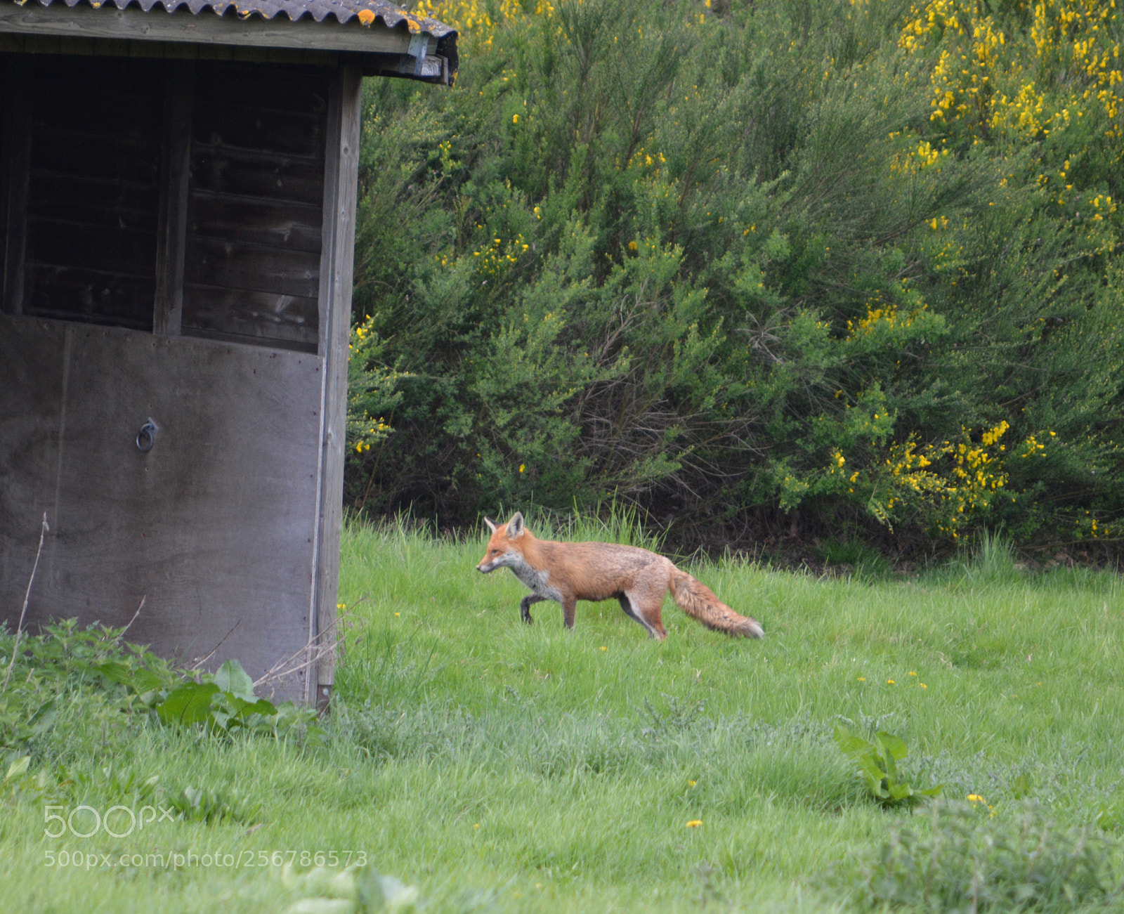 Nikon D3200 sample photo. Fox photography
