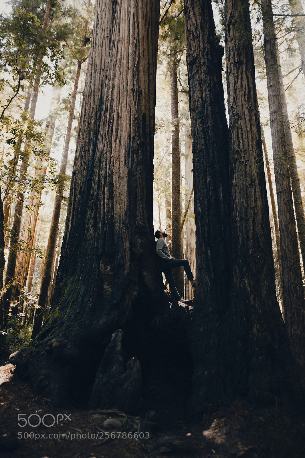 Canon EOS 6D sample photo. Standing in giants photography