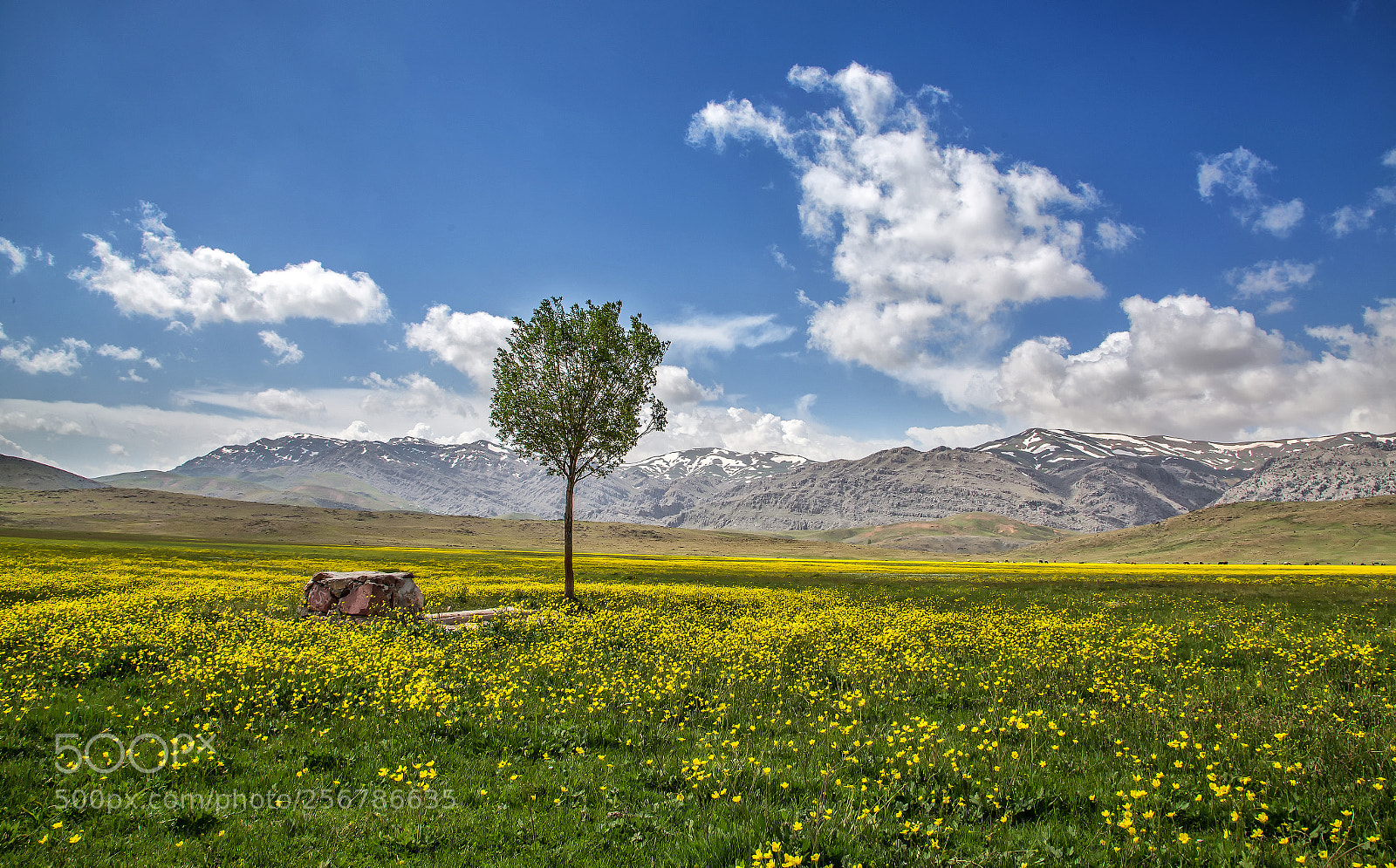 Canon EOS 6D sample photo. Sarı bozkır... photography