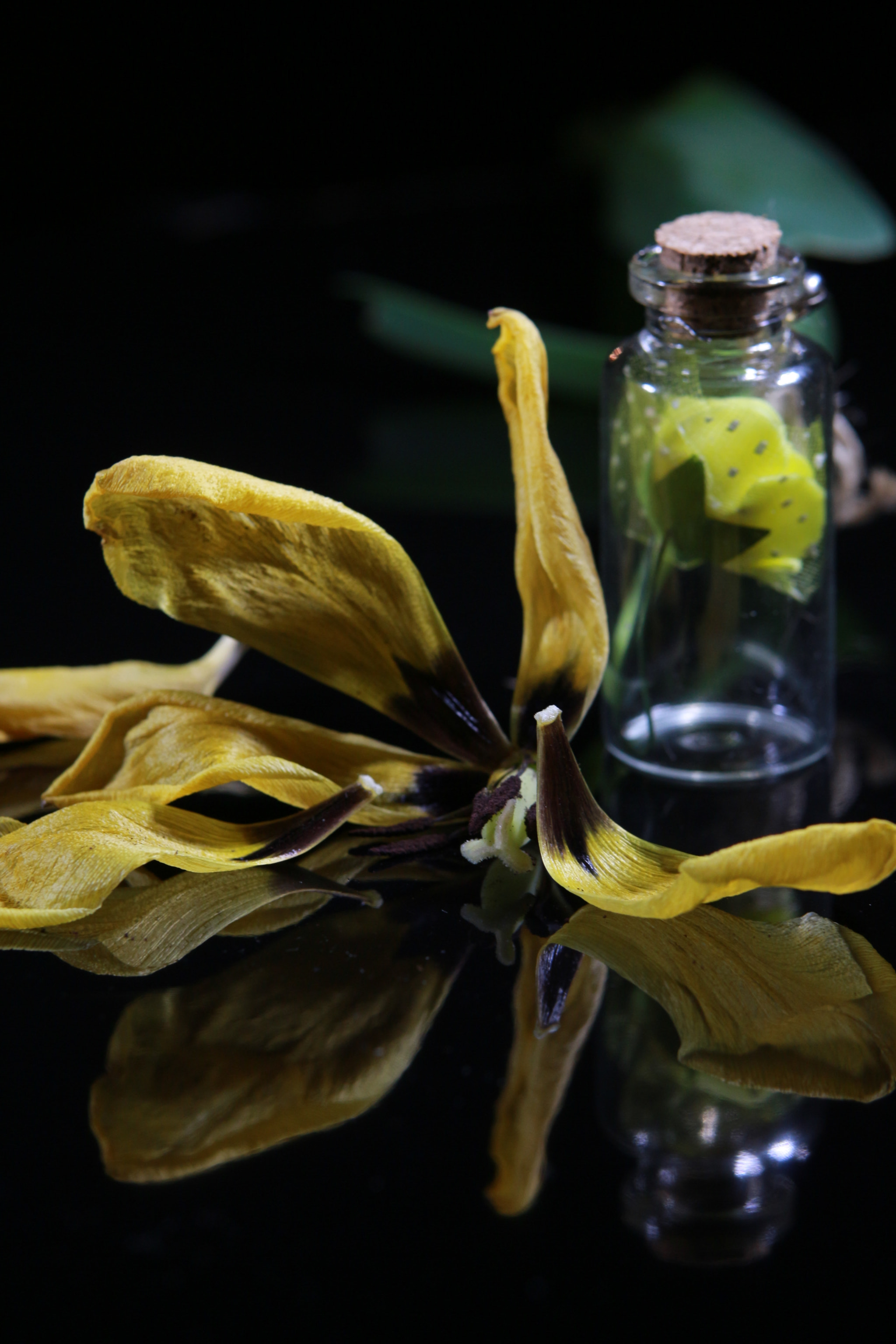 Canon EOS 700D (EOS Rebel T5i / EOS Kiss X7i) sample photo. Img photography